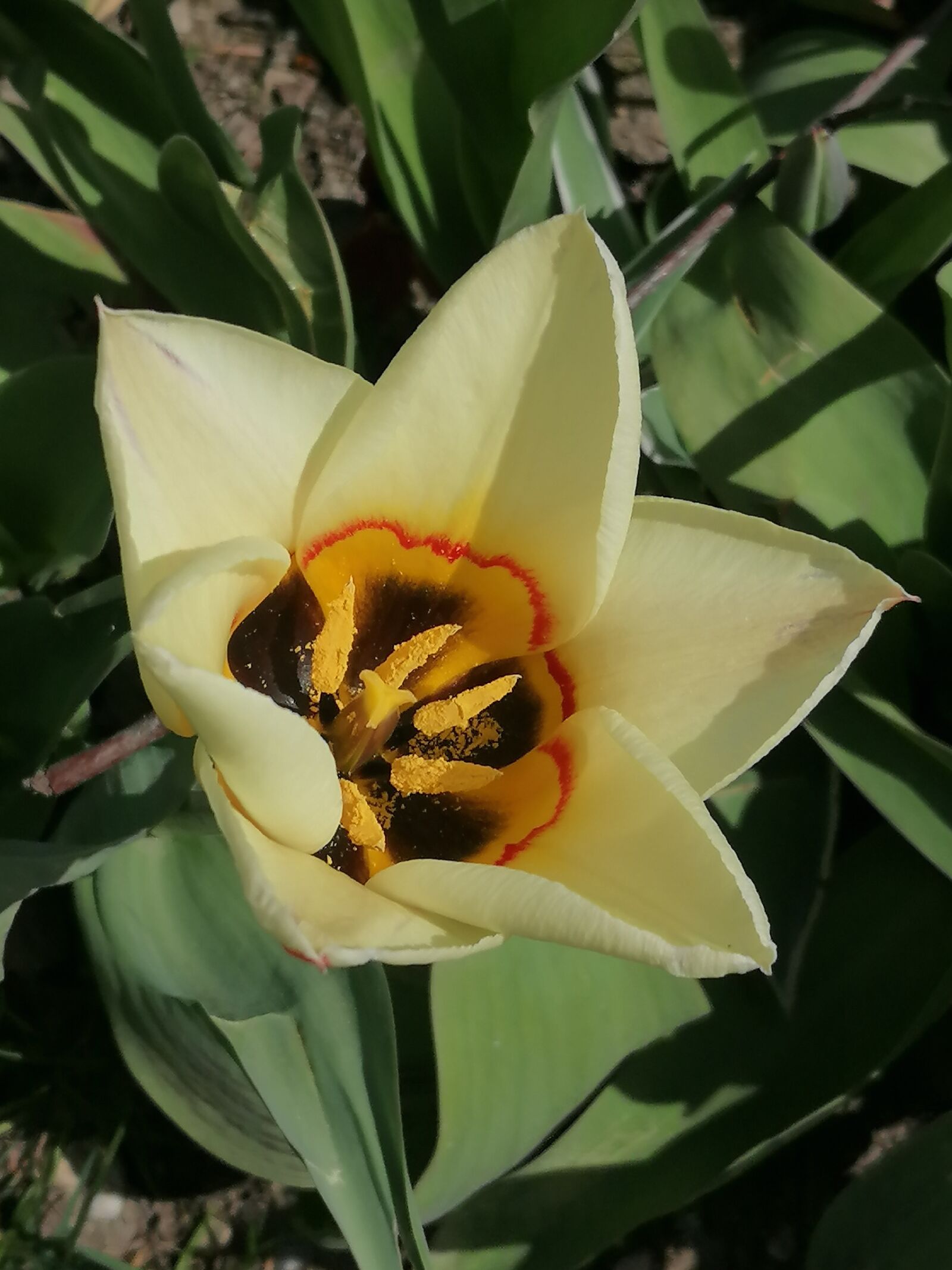 HUAWEI P30 LITE sample photo. Tulip, close up, blossom photography