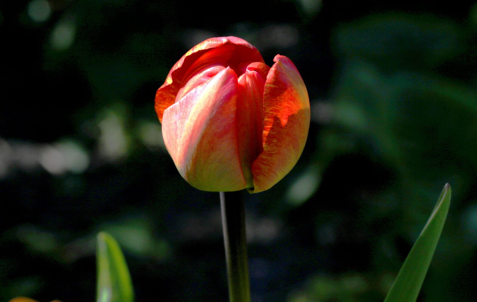 Canon EOS 7D Mark II sample photo. Tulipa sunlover, tulip, red, photography