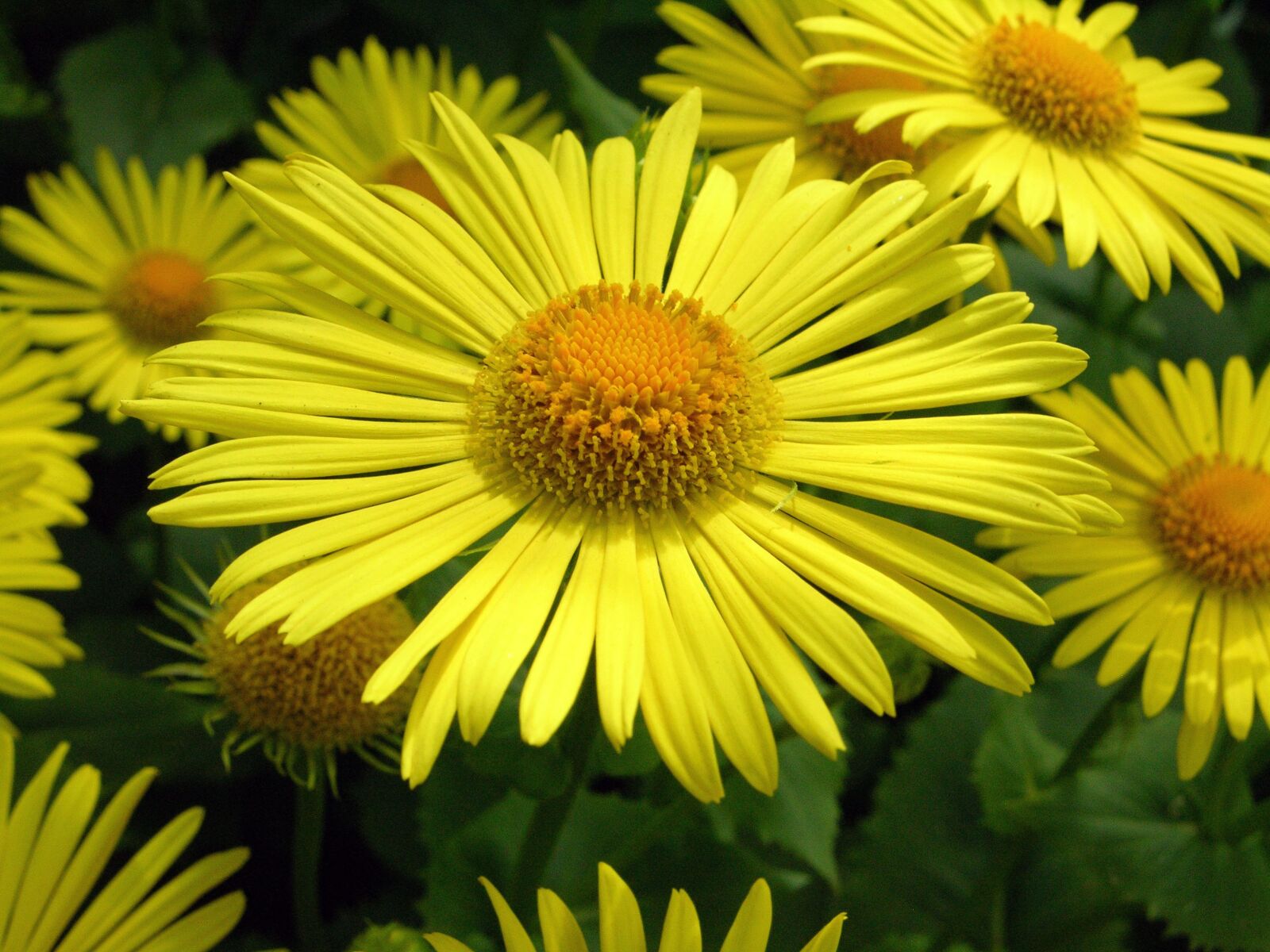 Nikon E8700 sample photo. Flower, yellow flower, spring photography