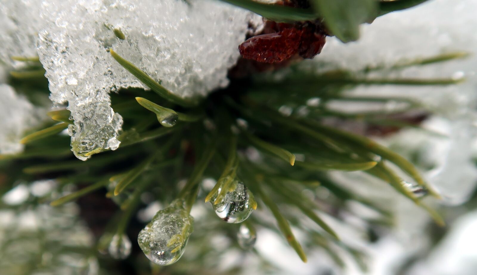 Canon PowerShot G7 X Mark II sample photo. Winter, nature, frost photography