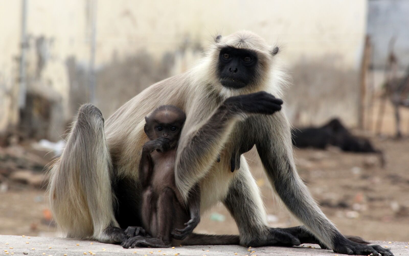 Canon EOS 700D (EOS Rebel T5i / EOS Kiss X7i) sample photo. Monkey, primate, mammal photography