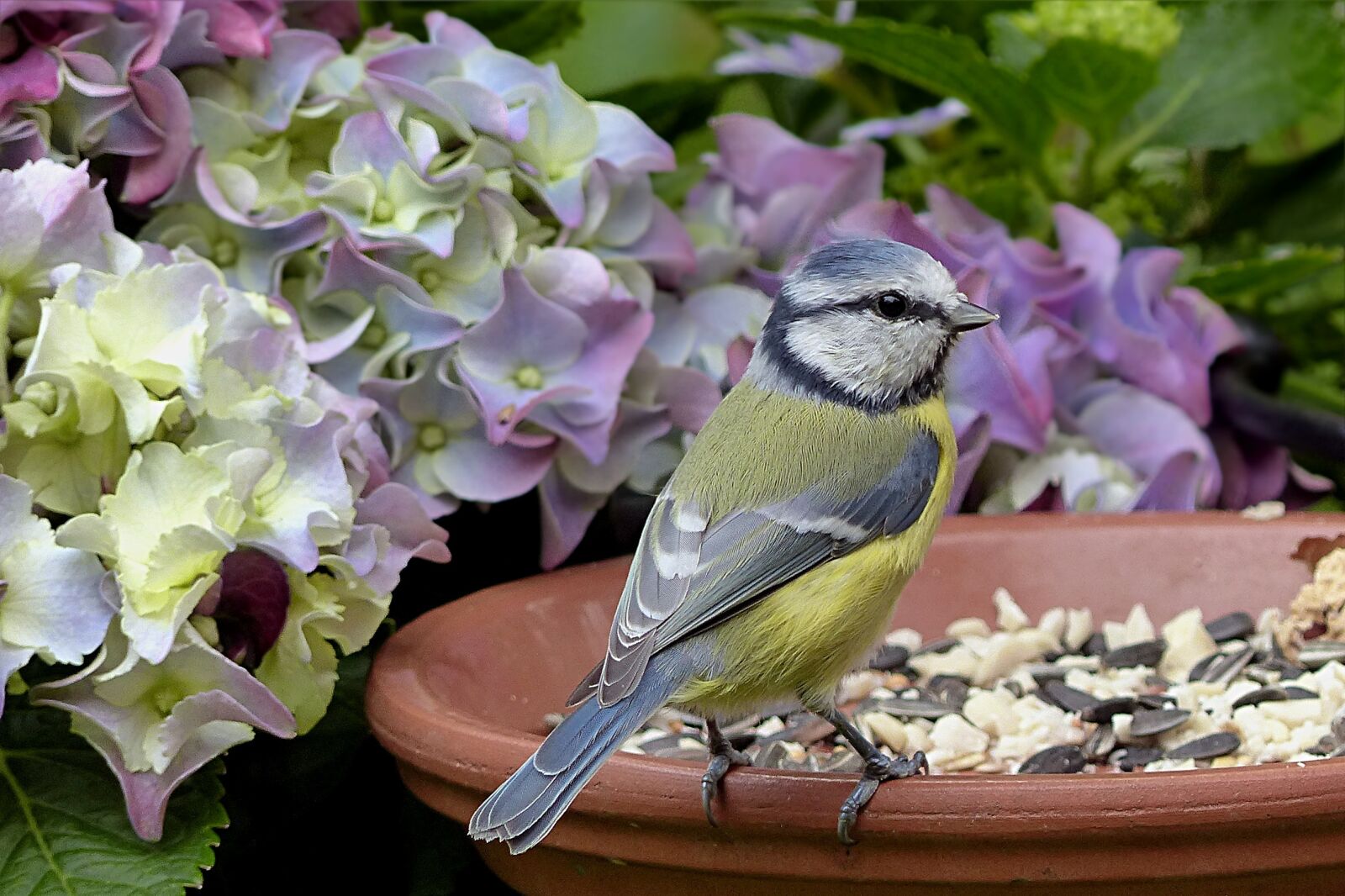 Panasonic Lumix DMC-FZ200 sample photo. Bird, tit, blue tit photography