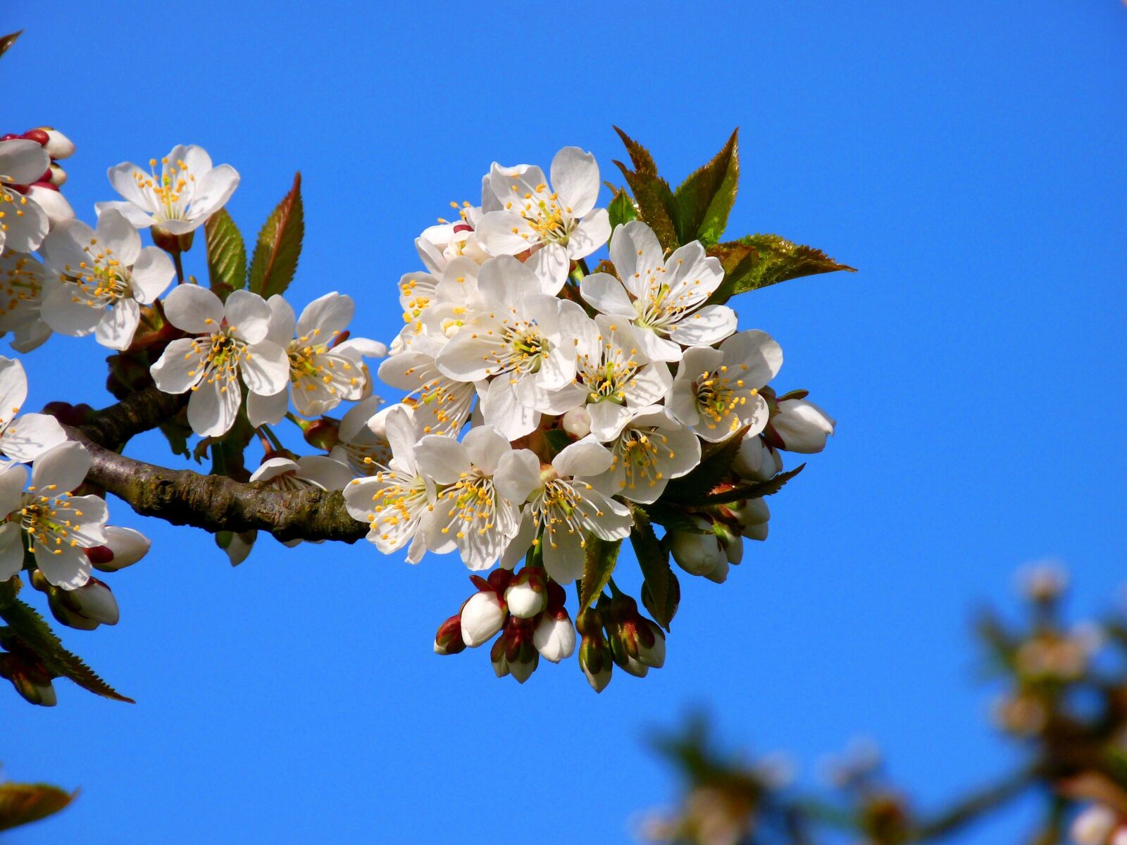Panasonic Lumix DMC-FZ28 sample photo. Blossom, old country, meadow photography