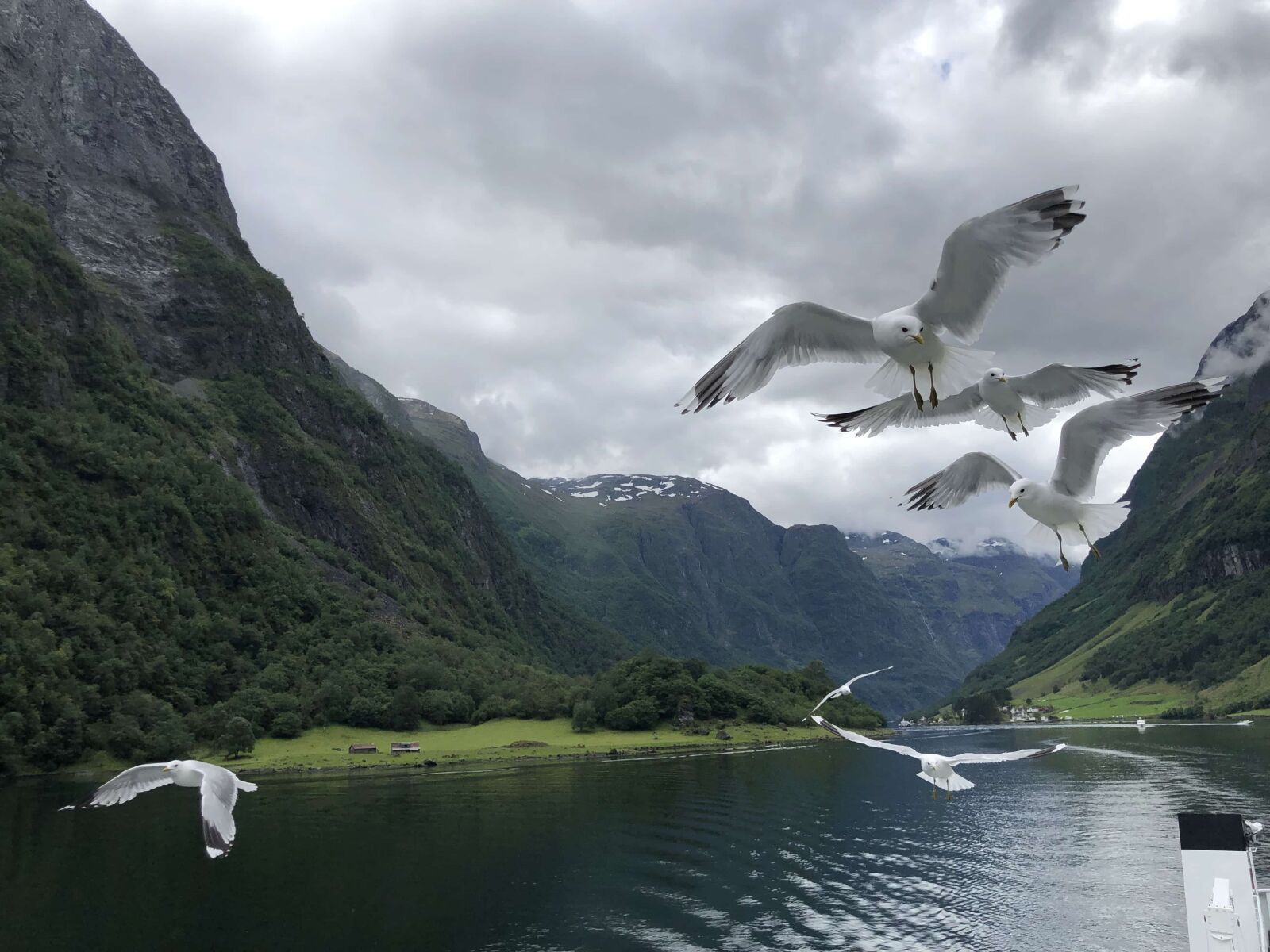 iPhone X back dual camera 4mm f/1.8 sample photo. Bird family, bird watcher photography