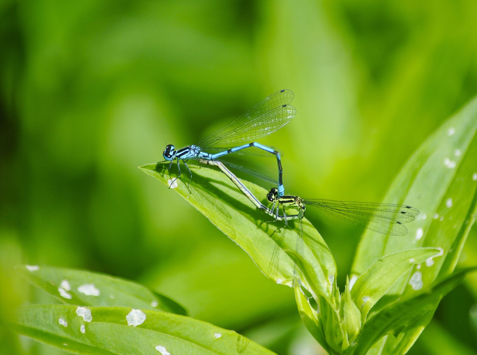 Nikon D3000 sample photo. Nature, macro, insects photography