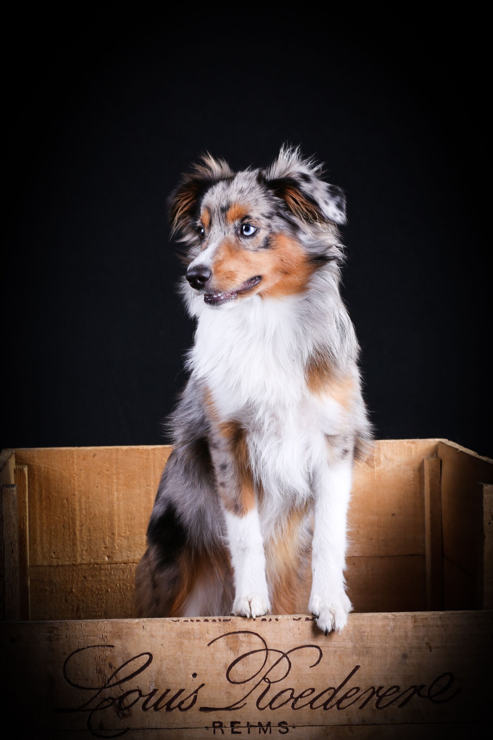 Canon EF 85mm F1.8 USM sample photo. Australian sheperd, dog, cute photography