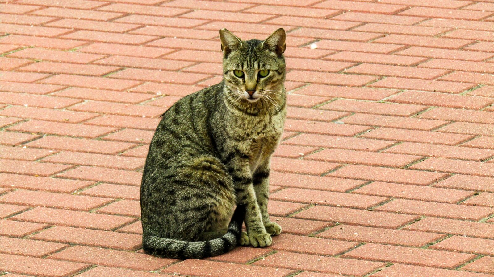Canon PowerShot SX410 IS sample photo. Cat, animalia, nature photography