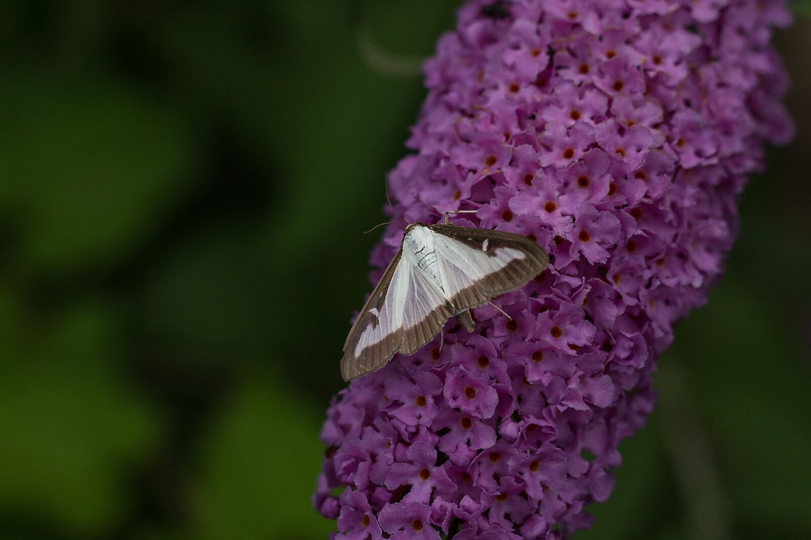 Canon EOS 70D + Canon EF 50mm F1.8 STM sample photo. Butterfly, insect photography