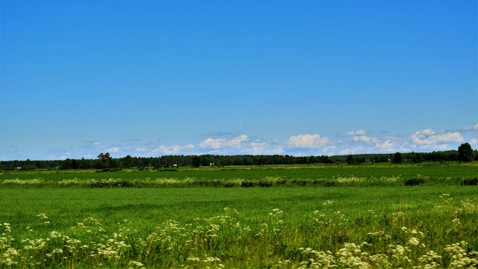 Nikon D3300 sample photo. Countryside, finnish, summer photography
