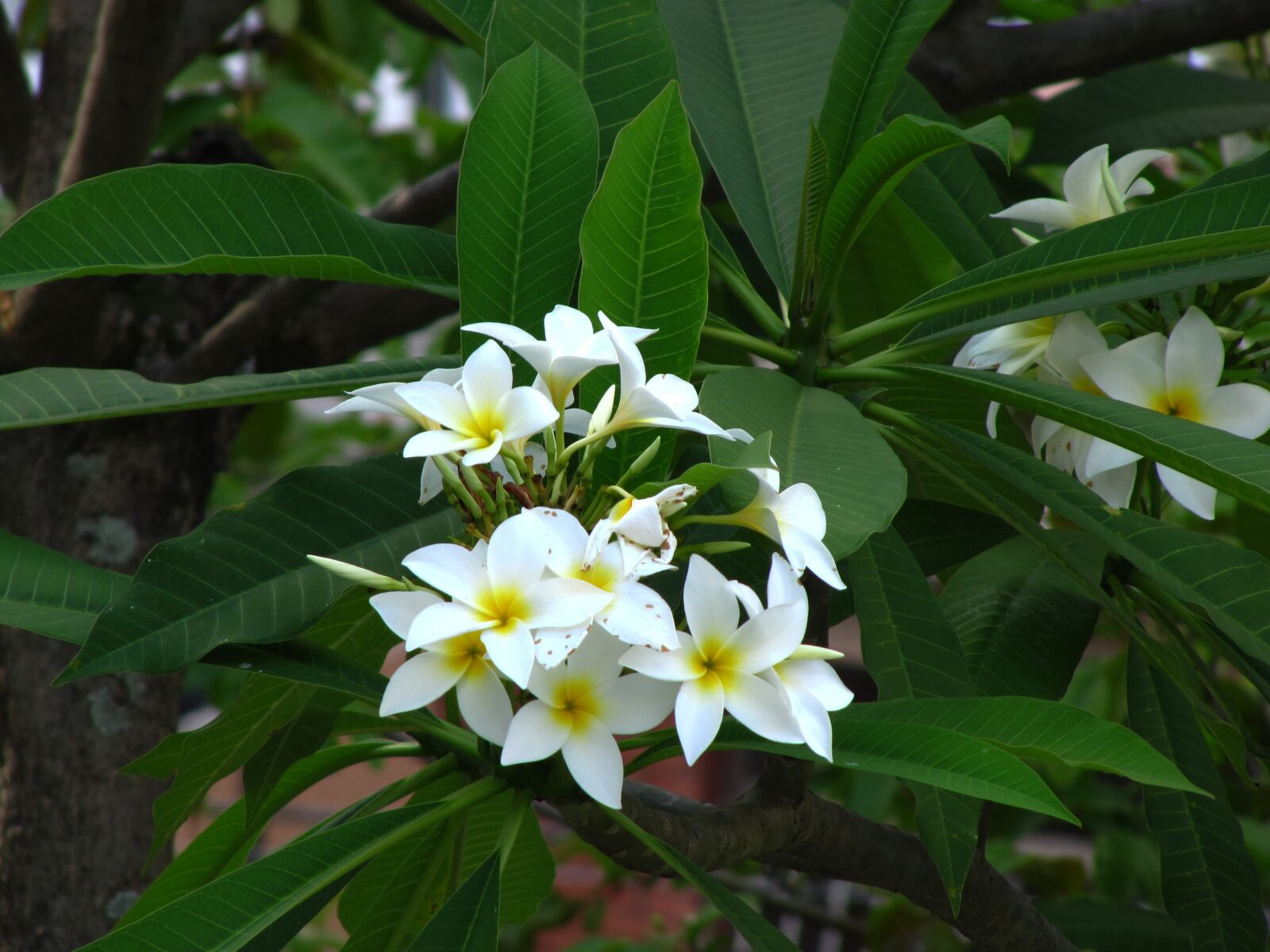 Canon PowerShot SX200 IS sample photo. Flowers, green, nature photography