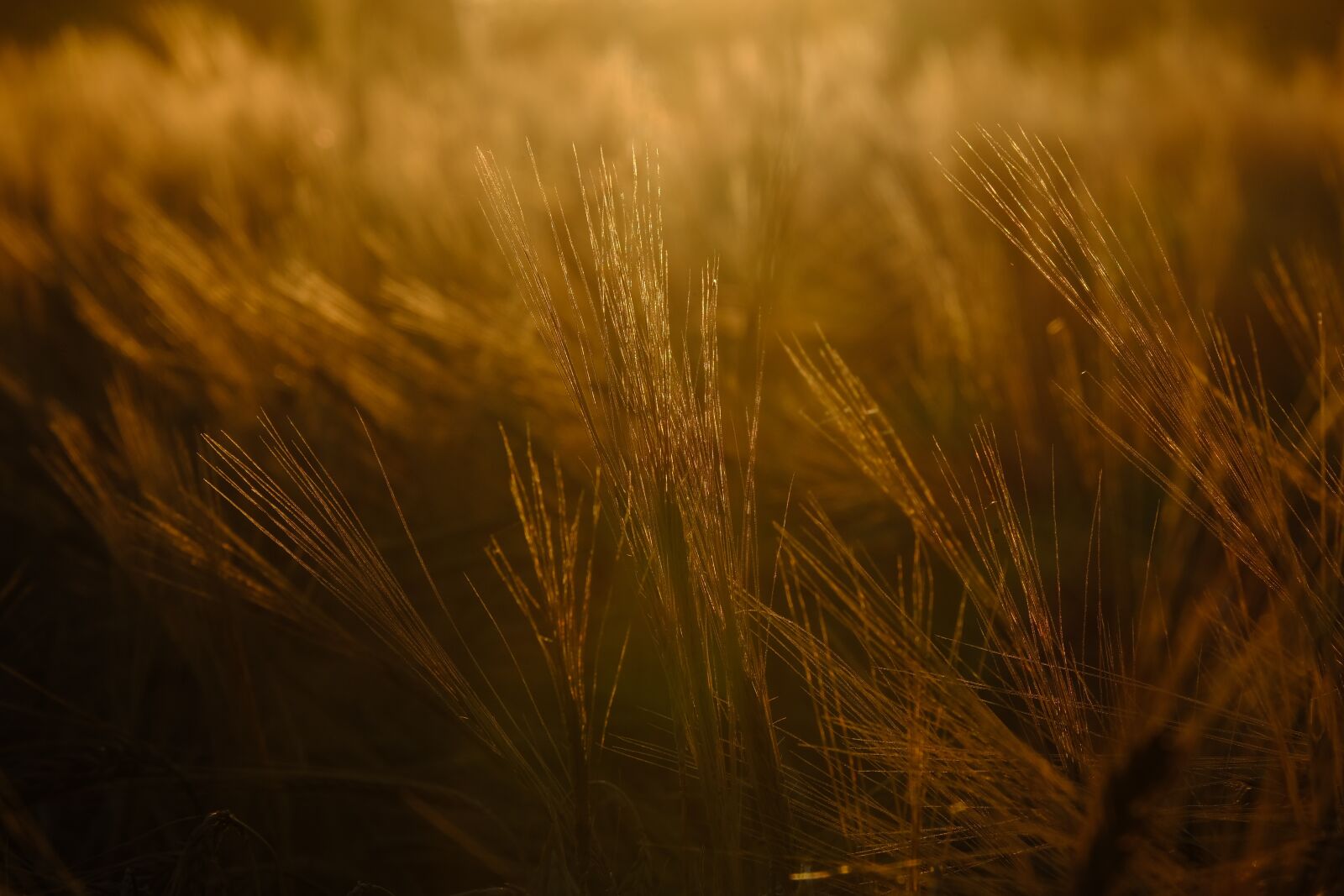 Fujifilm XF 55-200mm F3.5-4.8 R LM OIS sample photo. Cereals, spike, cornfield photography
