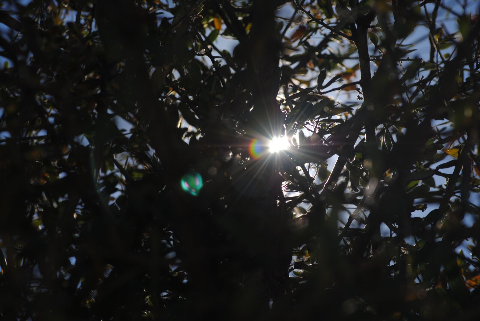 Nikon D3000 sample photo. Sun, tree, nature photography