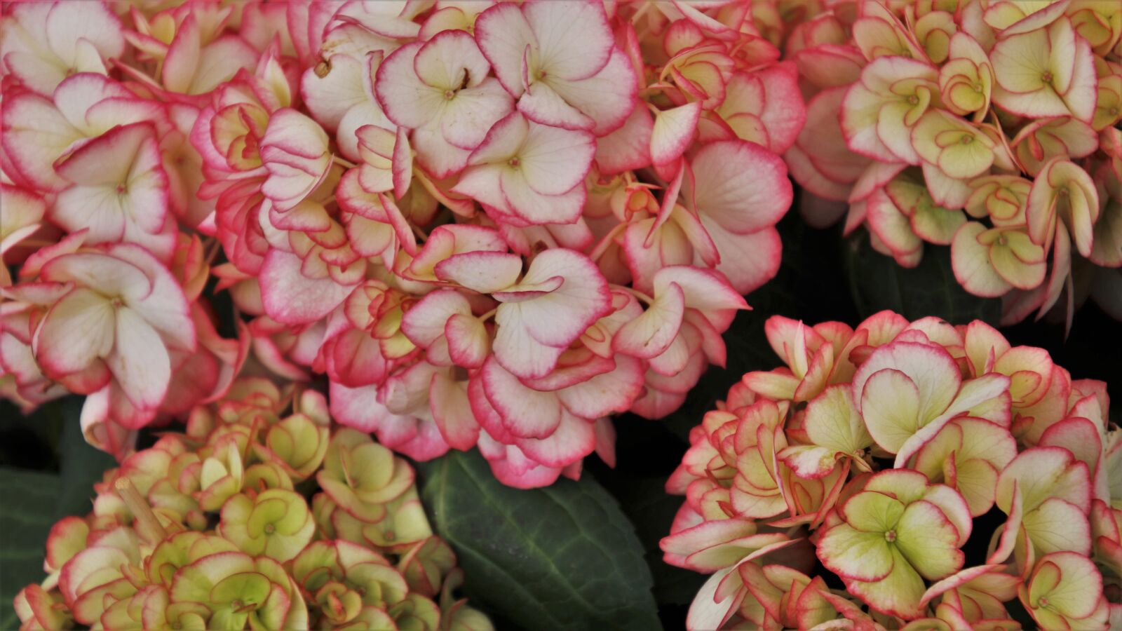 Canon EOS 80D sample photo. Hydrangea, flourishing, decorative photography
