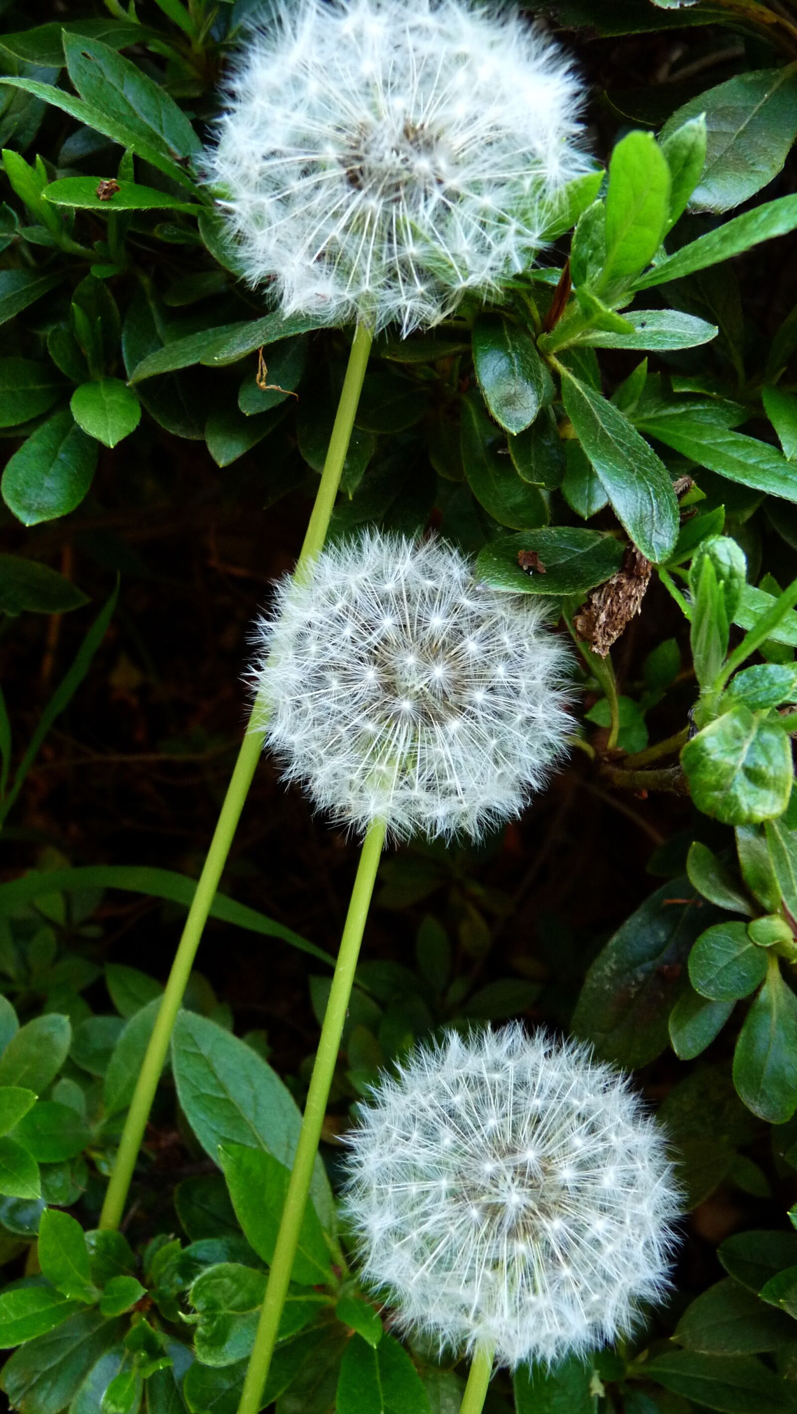 Panasonic Lumix DMC-FZ28 sample photo. Dandelion, seed, weed photography