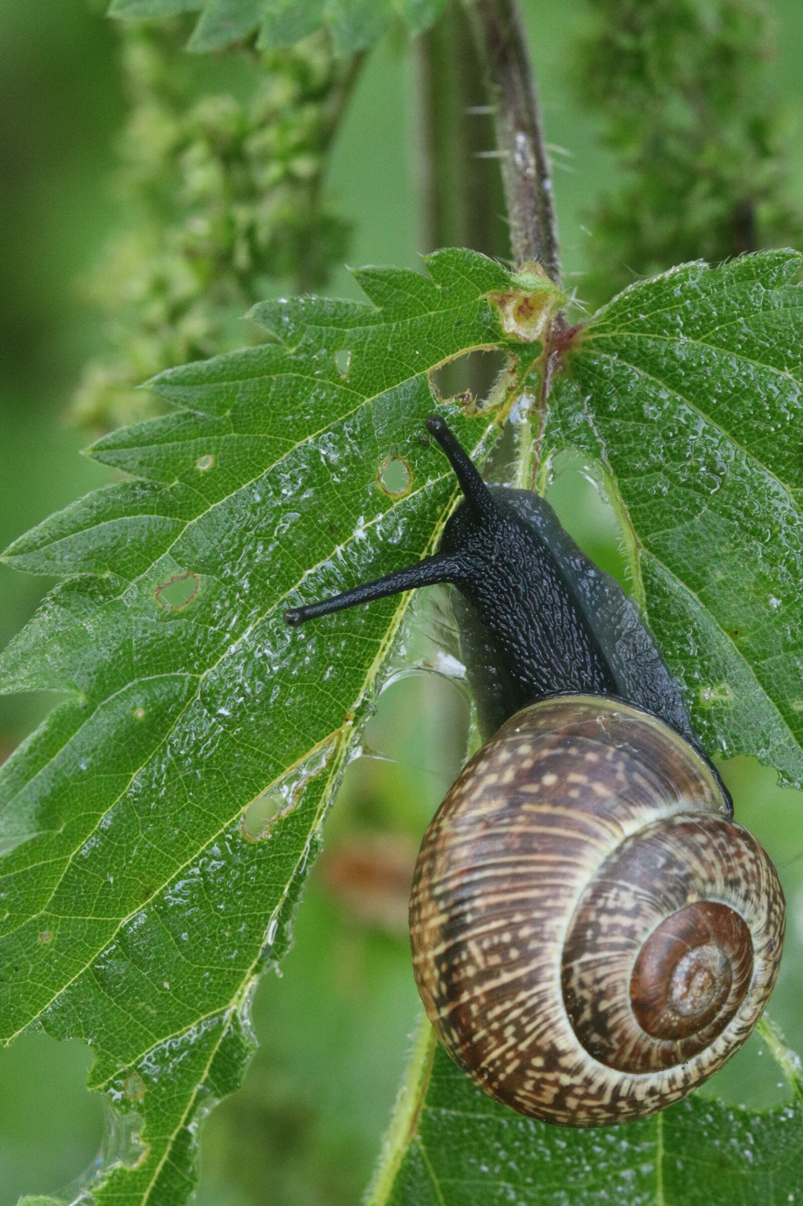 Canon EOS 250D (EOS Rebel SL3 / EOS Kiss X10 / EOS 200D II) sample photo. Snail, leaf, spiral photography