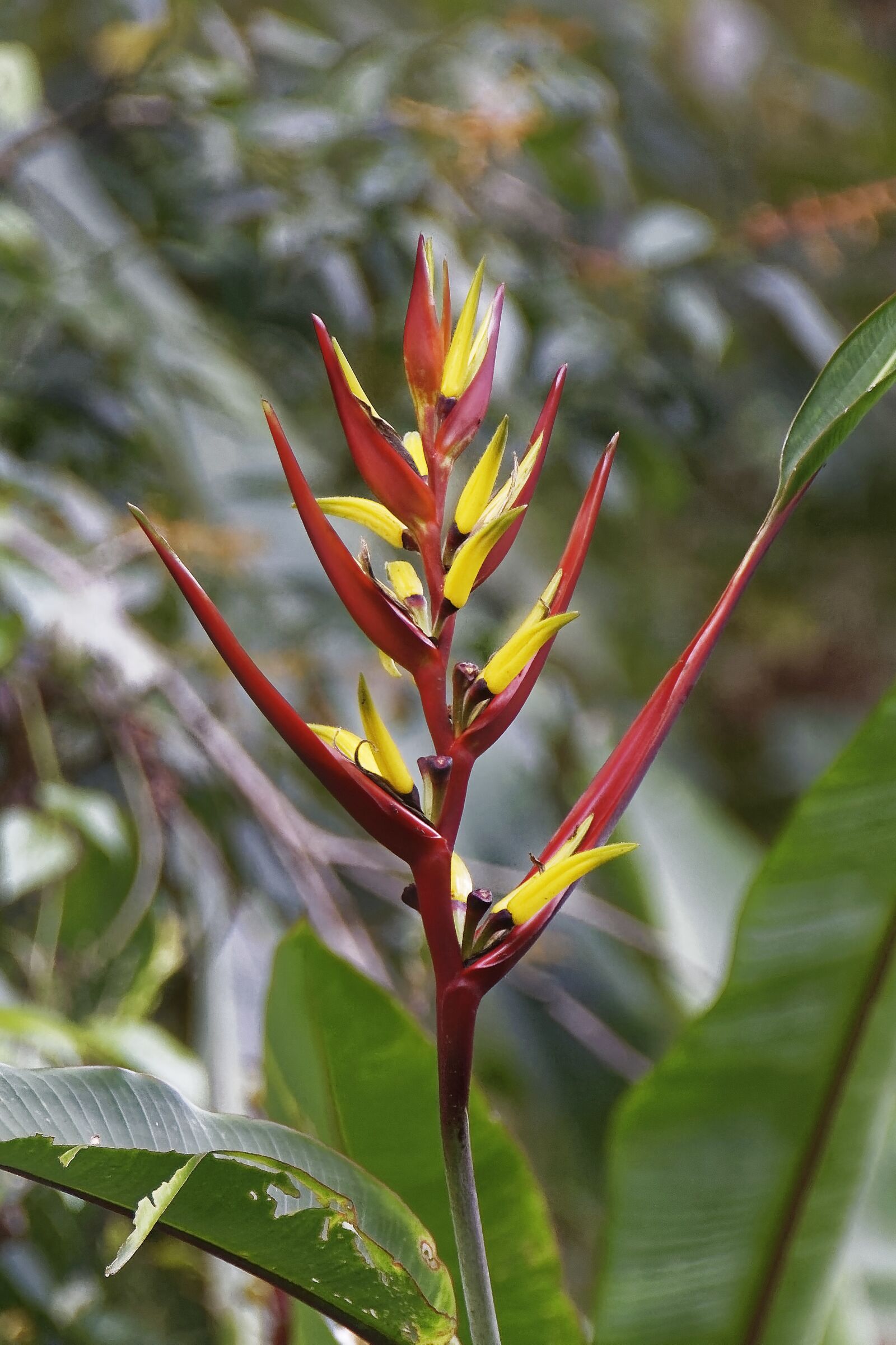 Nikon D500 sample photo. Colombia, tropics, plant photography