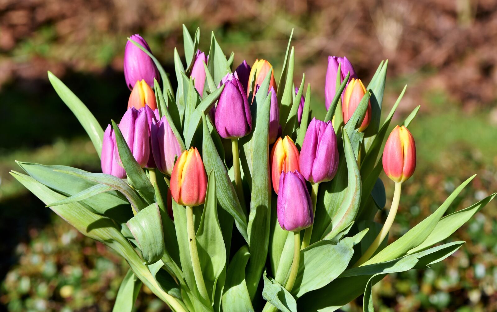 Nikon D7200 sample photo. Tulips, tulip bouquet, spring photography