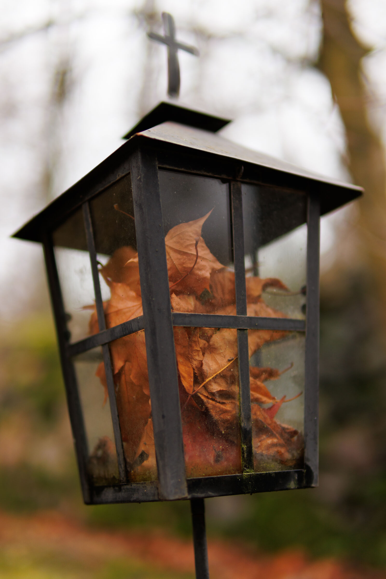 Sigma 30mm F1.4 DC DN | C sample photo. Lantern of leaves photography