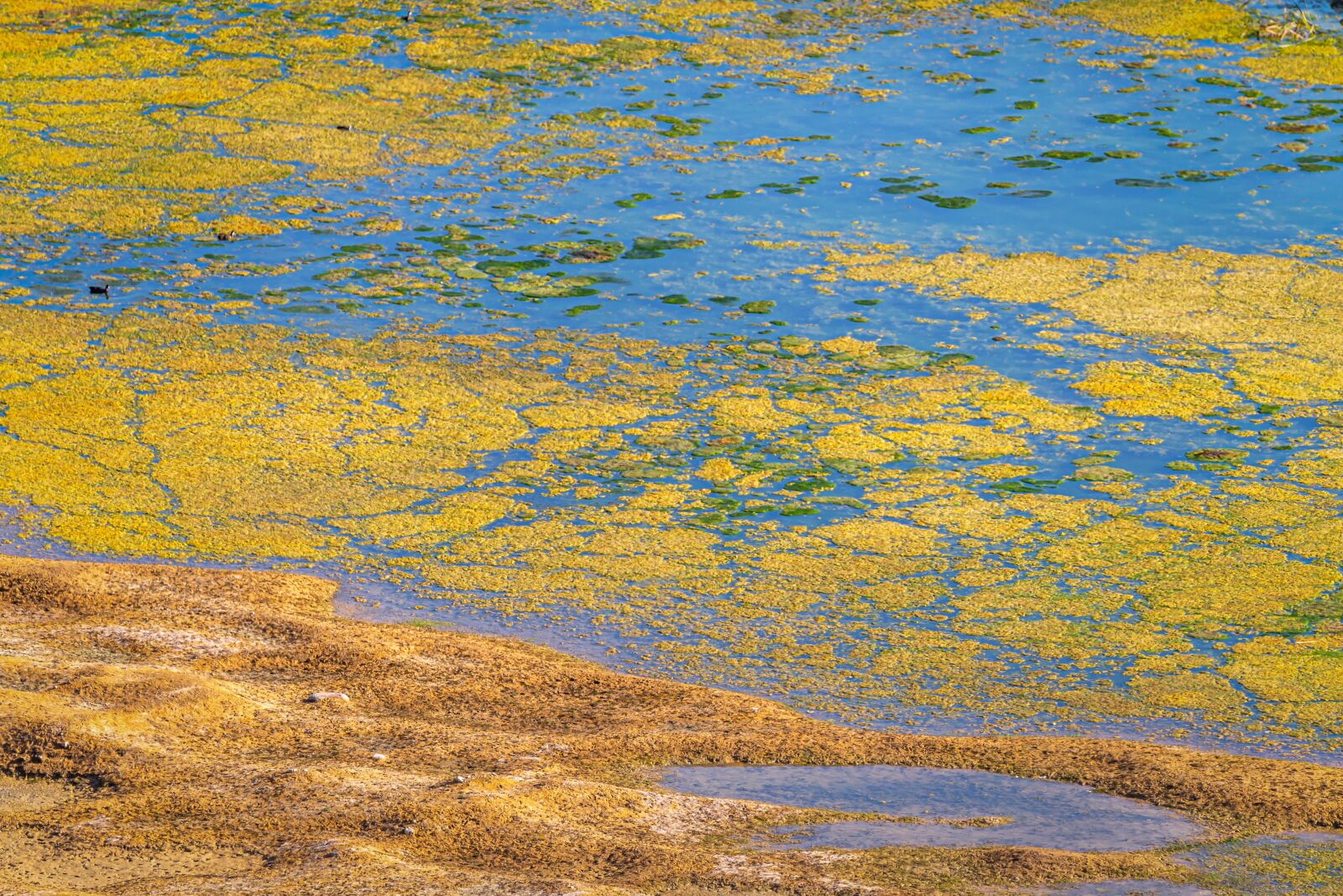 Canon EOS 6D sample photo. Seaweed, lake, pond photography
