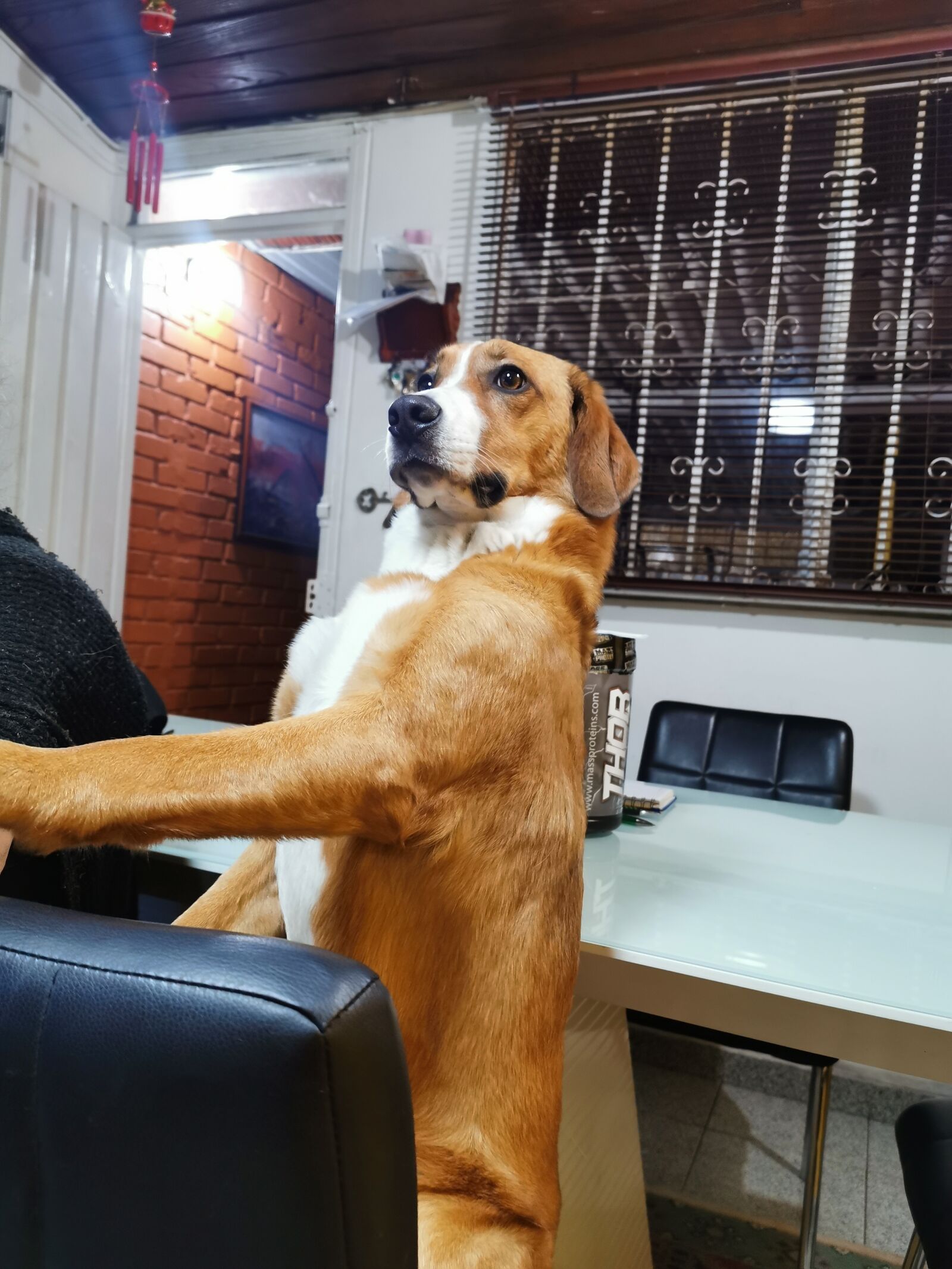 HUAWEI P30 Pro sample photo. Perro, dog, luna photography