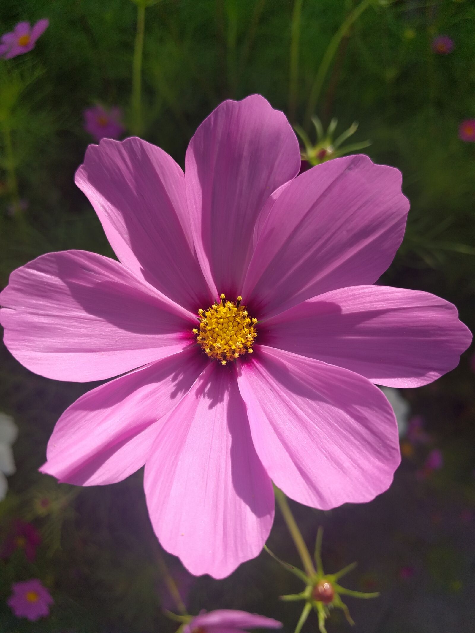 LG Nexus 5X sample photo. Close up, flower, purple photography