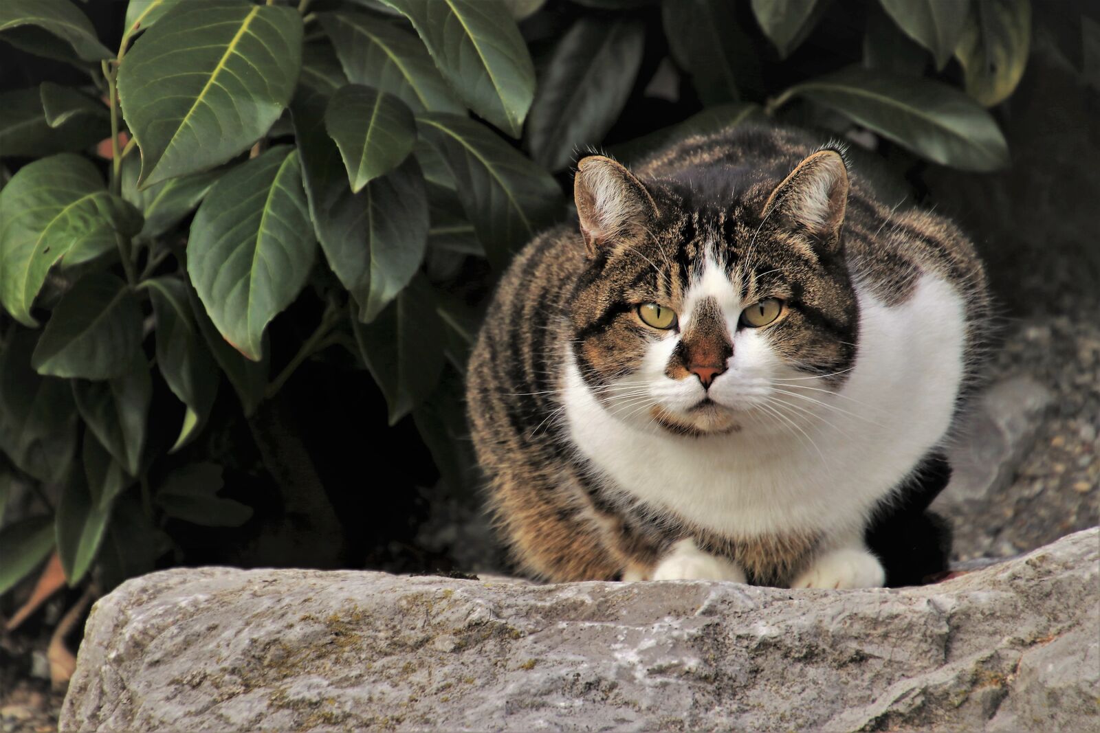 Canon EOS 80D sample photo. Cat, in the garden photography