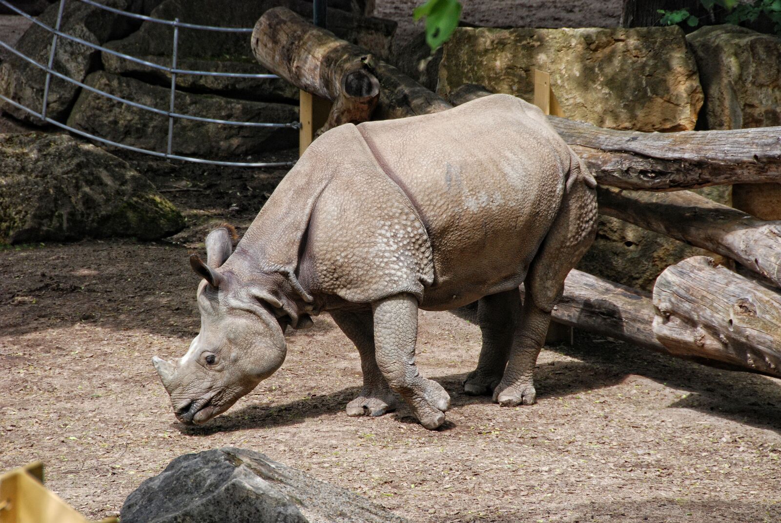 Nikon D80 sample photo. Zoo, tiergarten sch nbrunn photography