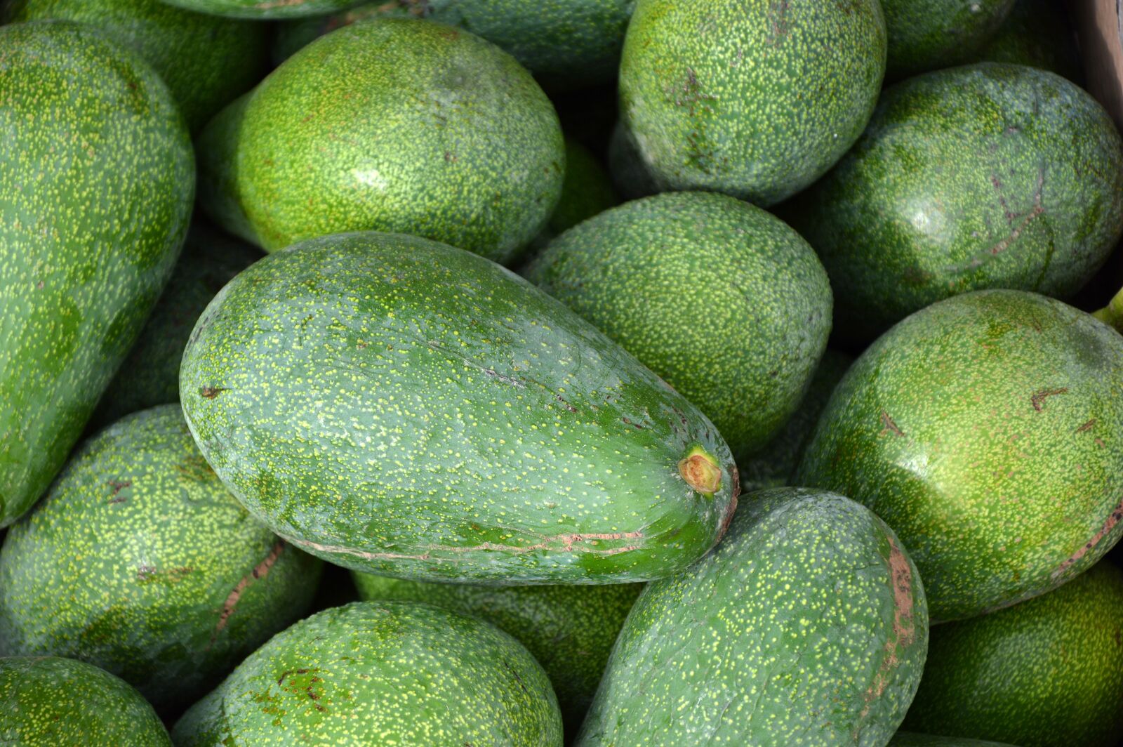 Nikon D3200 sample photo. Avocado, eat, fruit photography