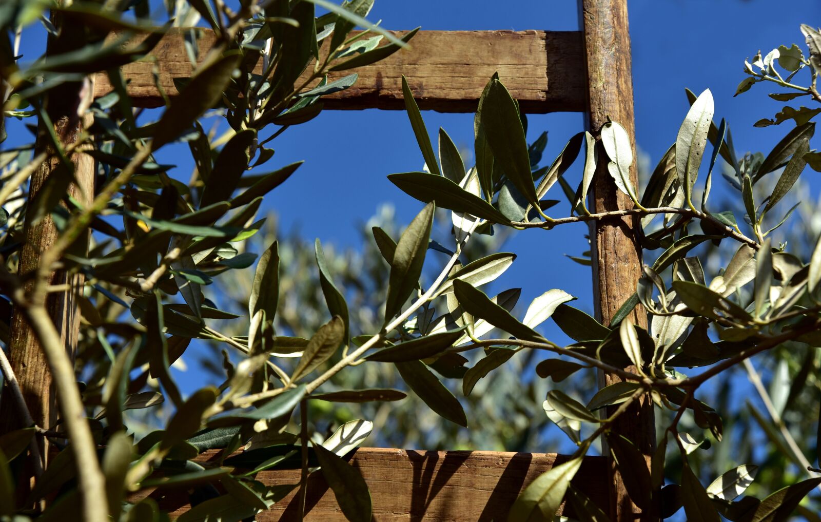 Nikon D750 sample photo. Wooden ladder, rung, olive photography