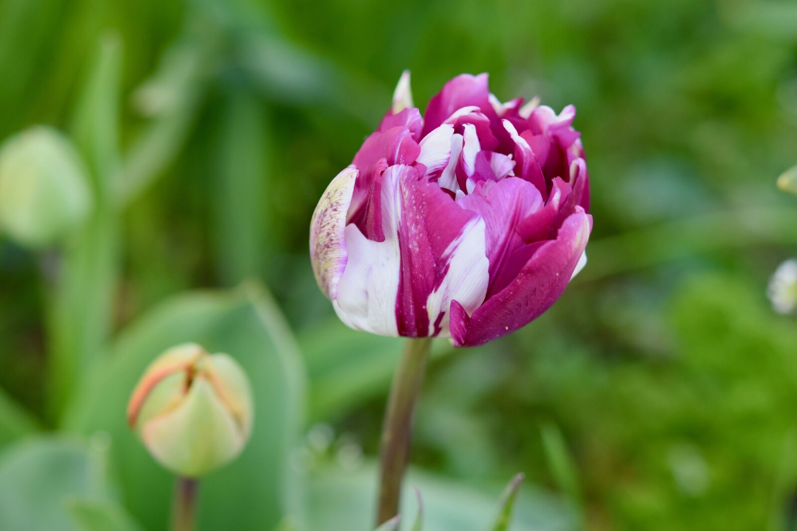 Nikon D5600 sample photo. Flower, tulip, spring-flowering photography
