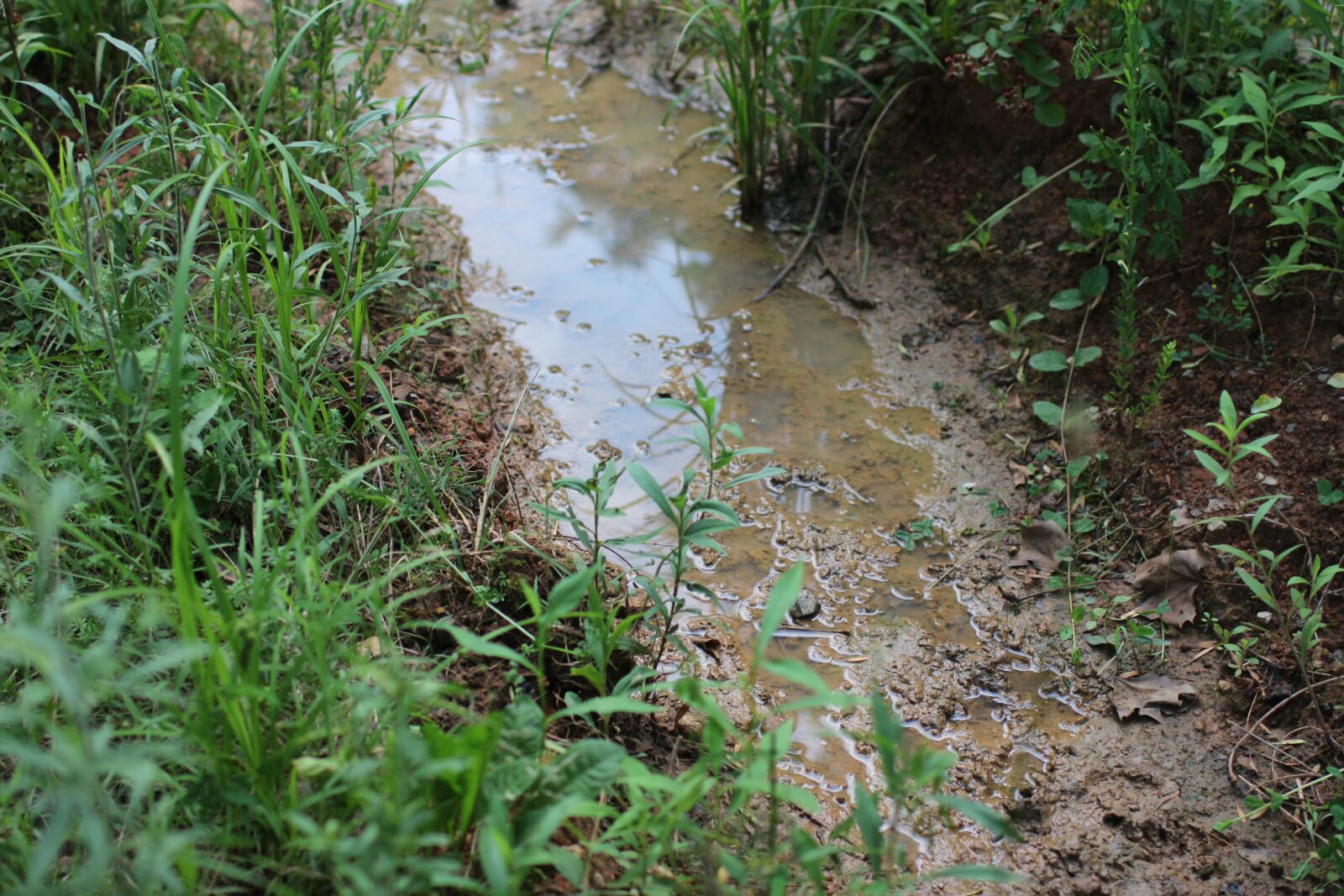 Canon EOS 600D (Rebel EOS T3i / EOS Kiss X5) + Canon EF 35mm F1.4L USM sample photo. Mud, wet, puddle photography