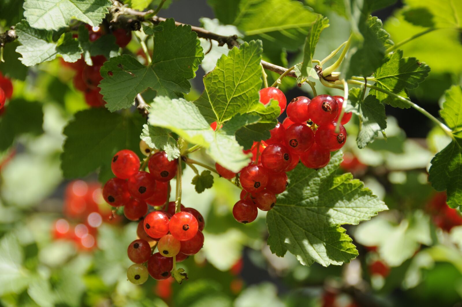 Nikon D300 sample photo. Currants, red, fruit photography