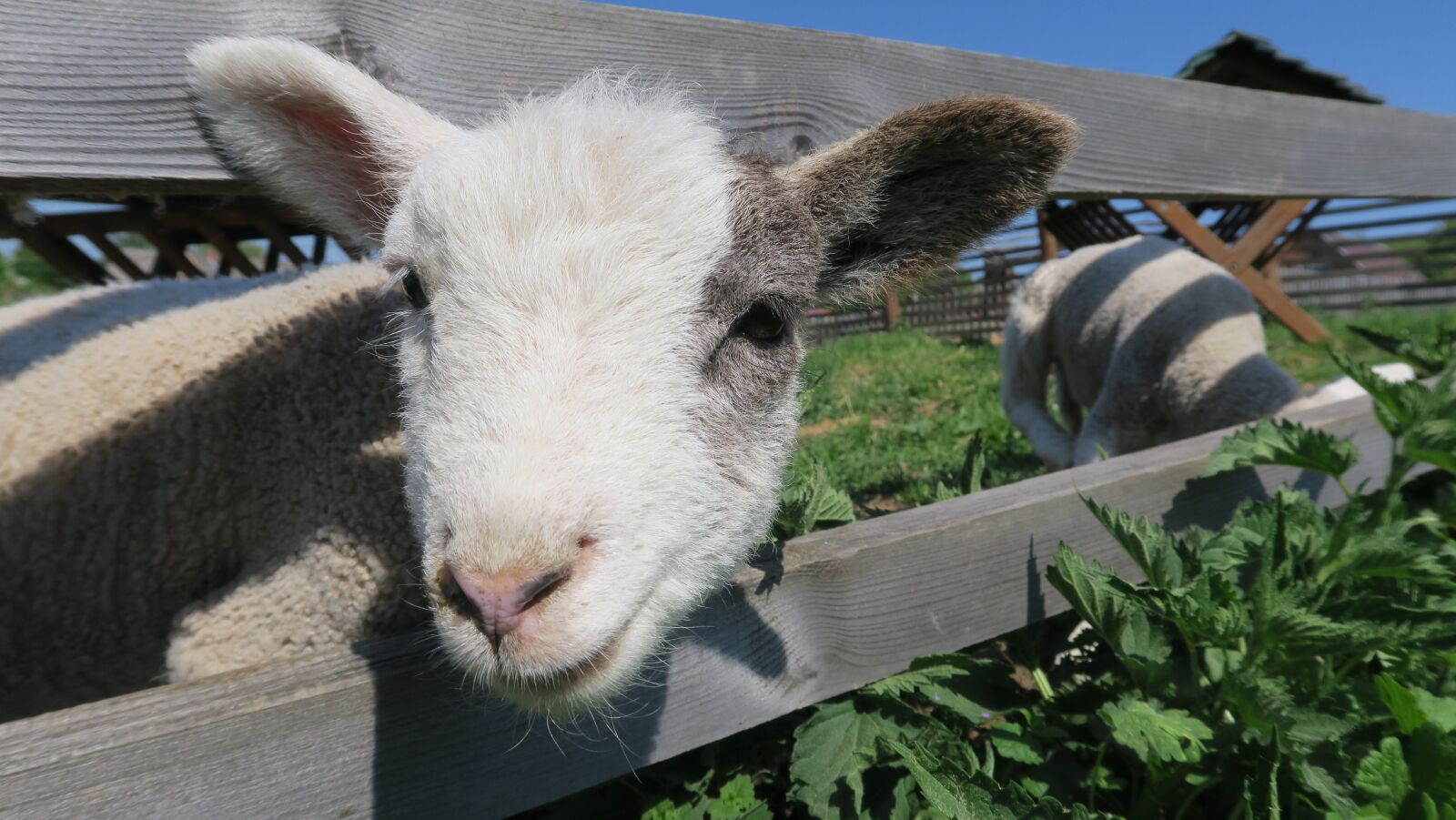 Canon PowerShot G5 X sample photo. Sheep, lamb, spring photography
