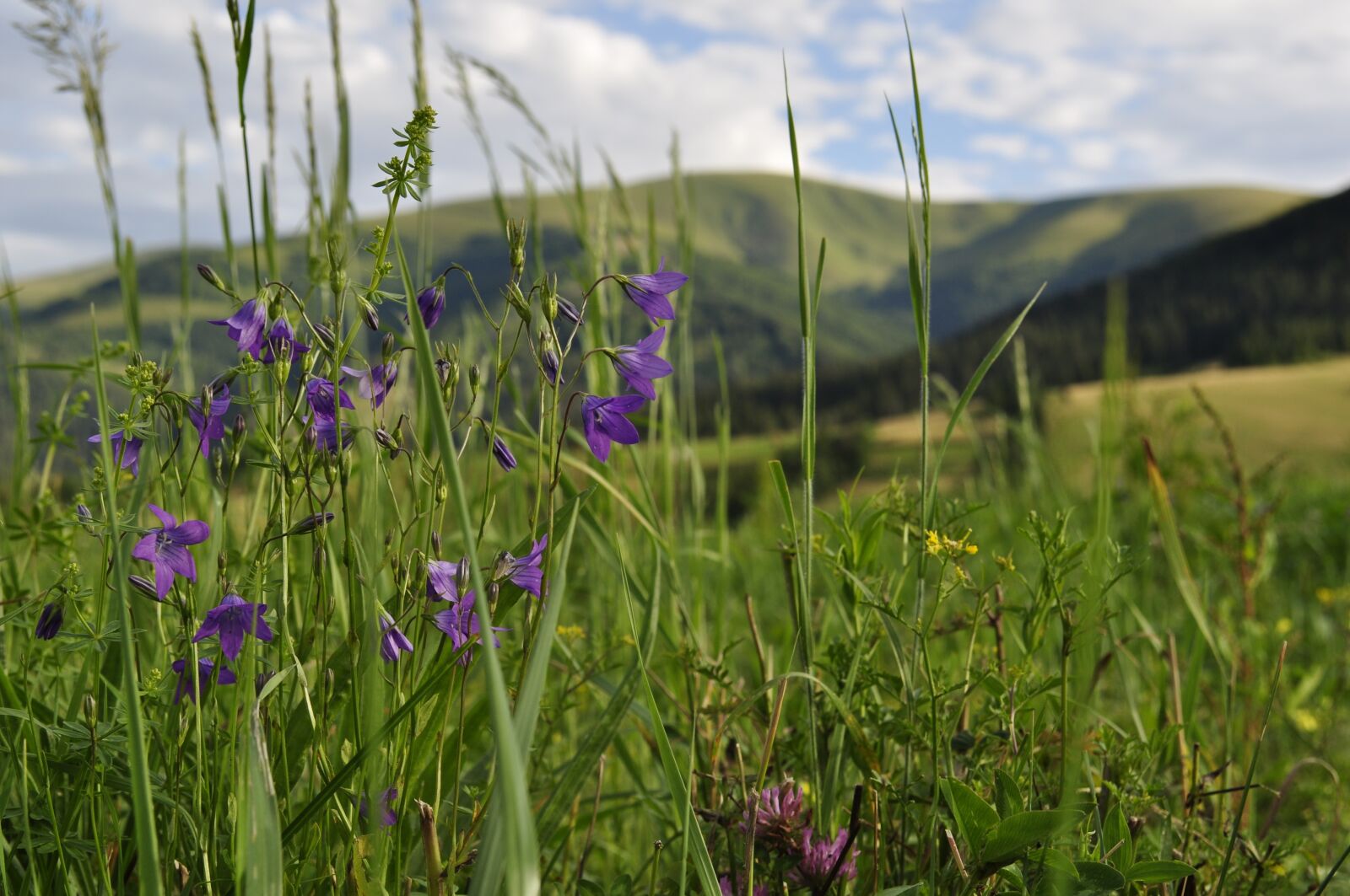 Nikon D5000 sample photo. Meadow, the carpathians, field photography