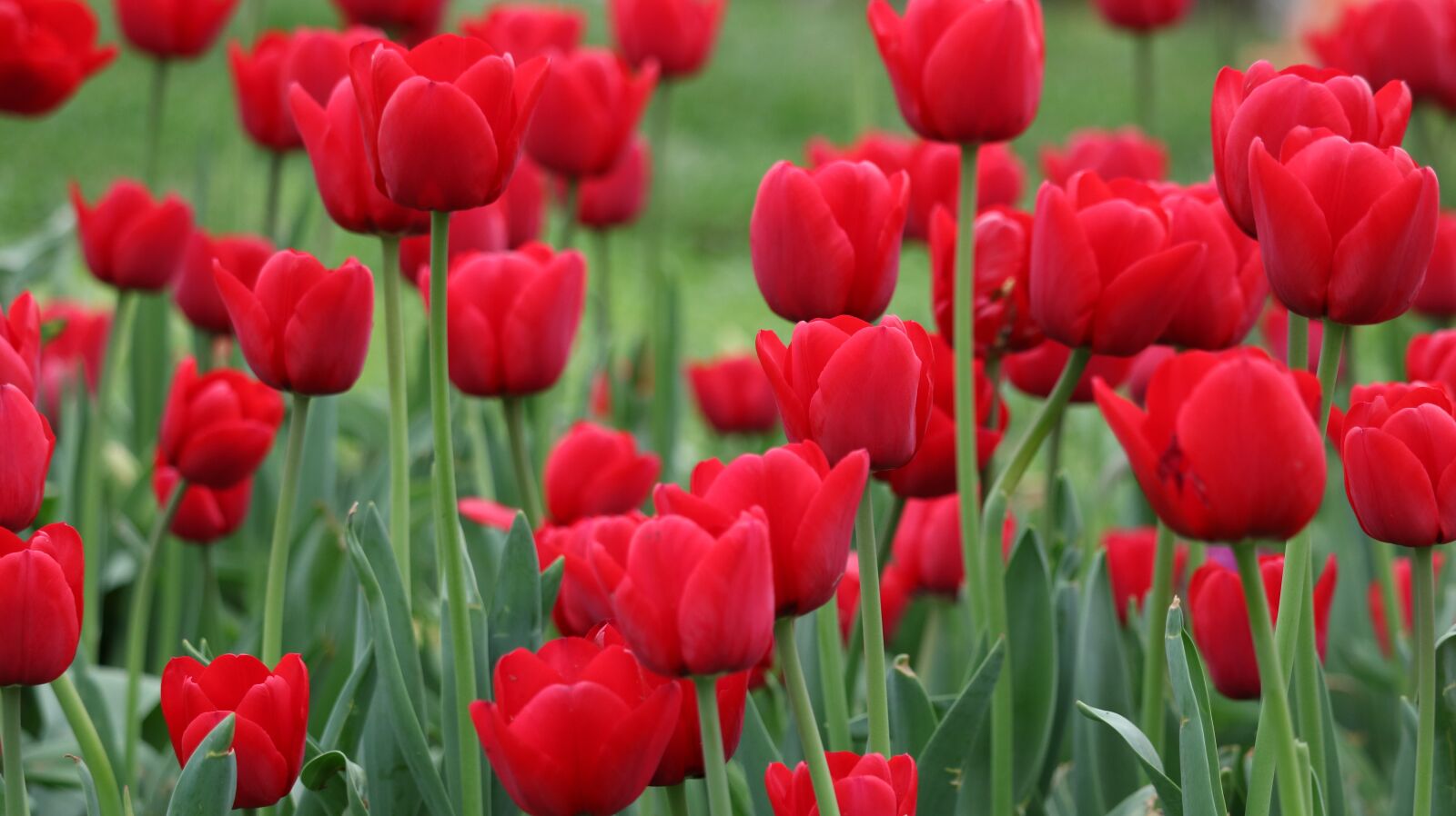 Canon EOS 750D (EOS Rebel T6i / EOS Kiss X8i) sample photo. Tulip, nature, plant photography