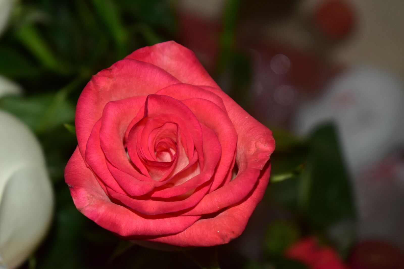 Nikon D5600 sample photo. Rosa, flower, plant photography
