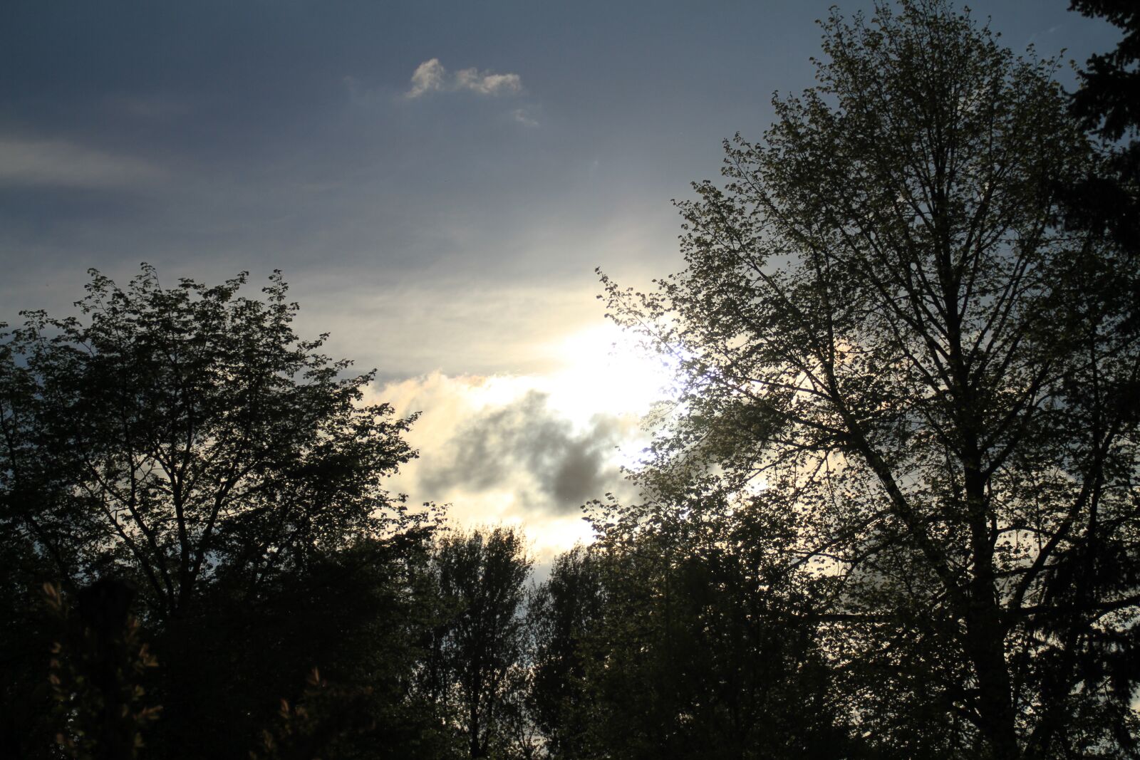 Canon EOS 7D sample photo. Abendstimmung, sunset, treetop photography
