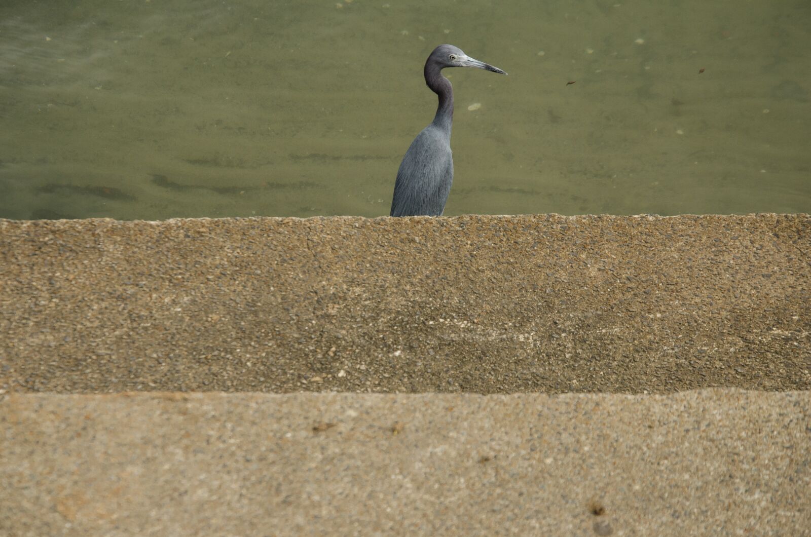 Nikon D7000 sample photo. Paige, steps, water photography