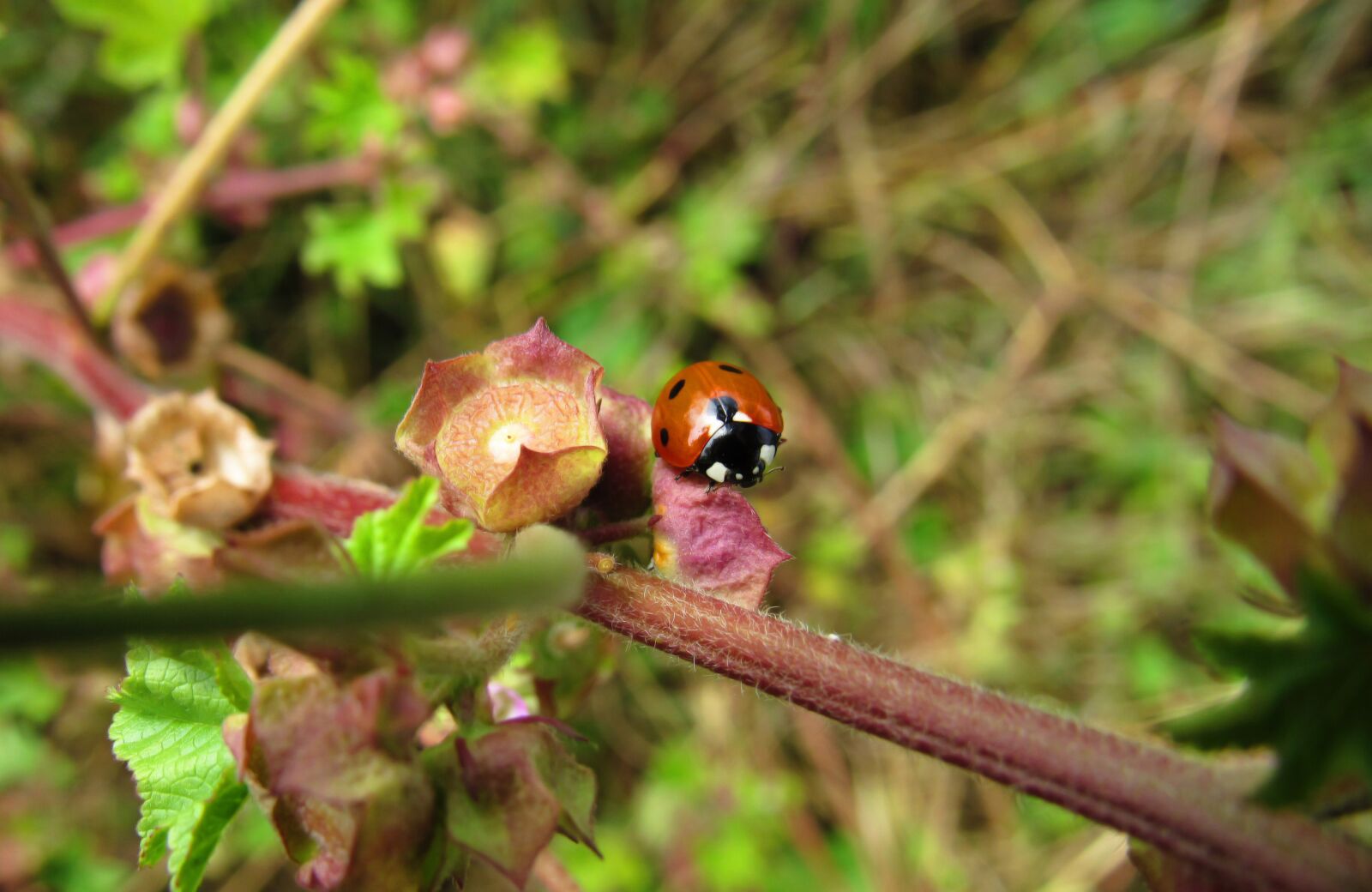 Canon PowerShot SX530 HS sample photo. Ladybug, bug, beetle photography