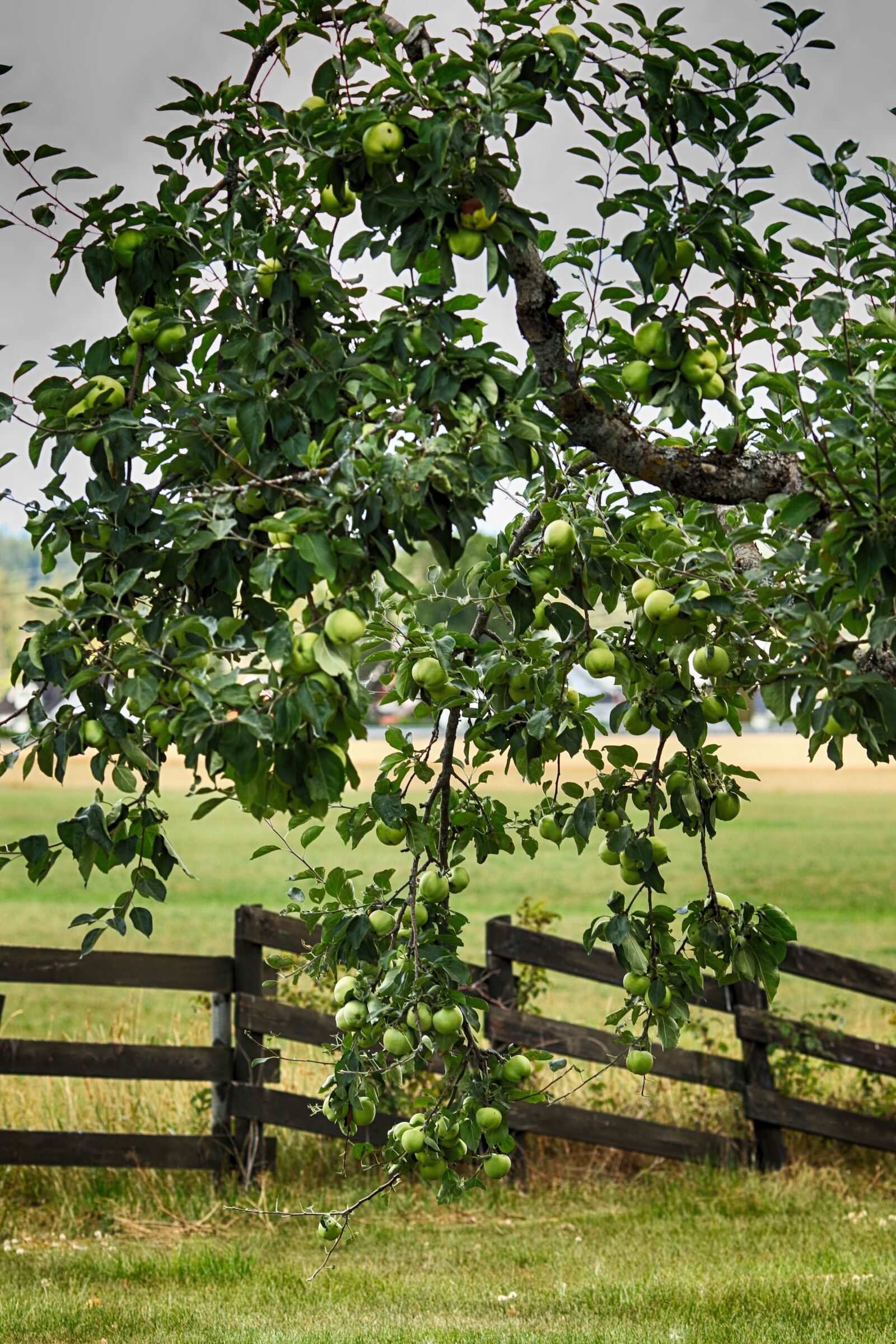Canon EOS 7D Mark II sample photo. Apple, apple tree, fruit photography