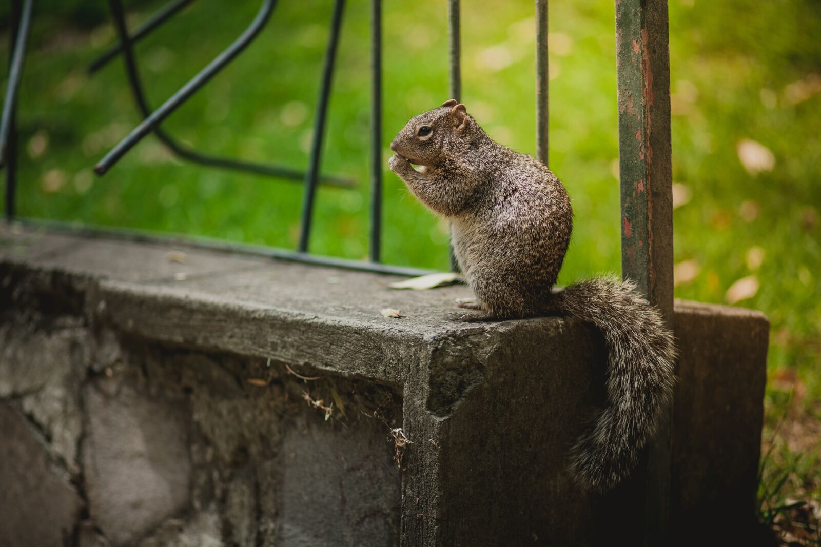 Canon EOS 5D + Canon EF 85mm F1.8 USM sample photo. Squirrel, nature, forest photography