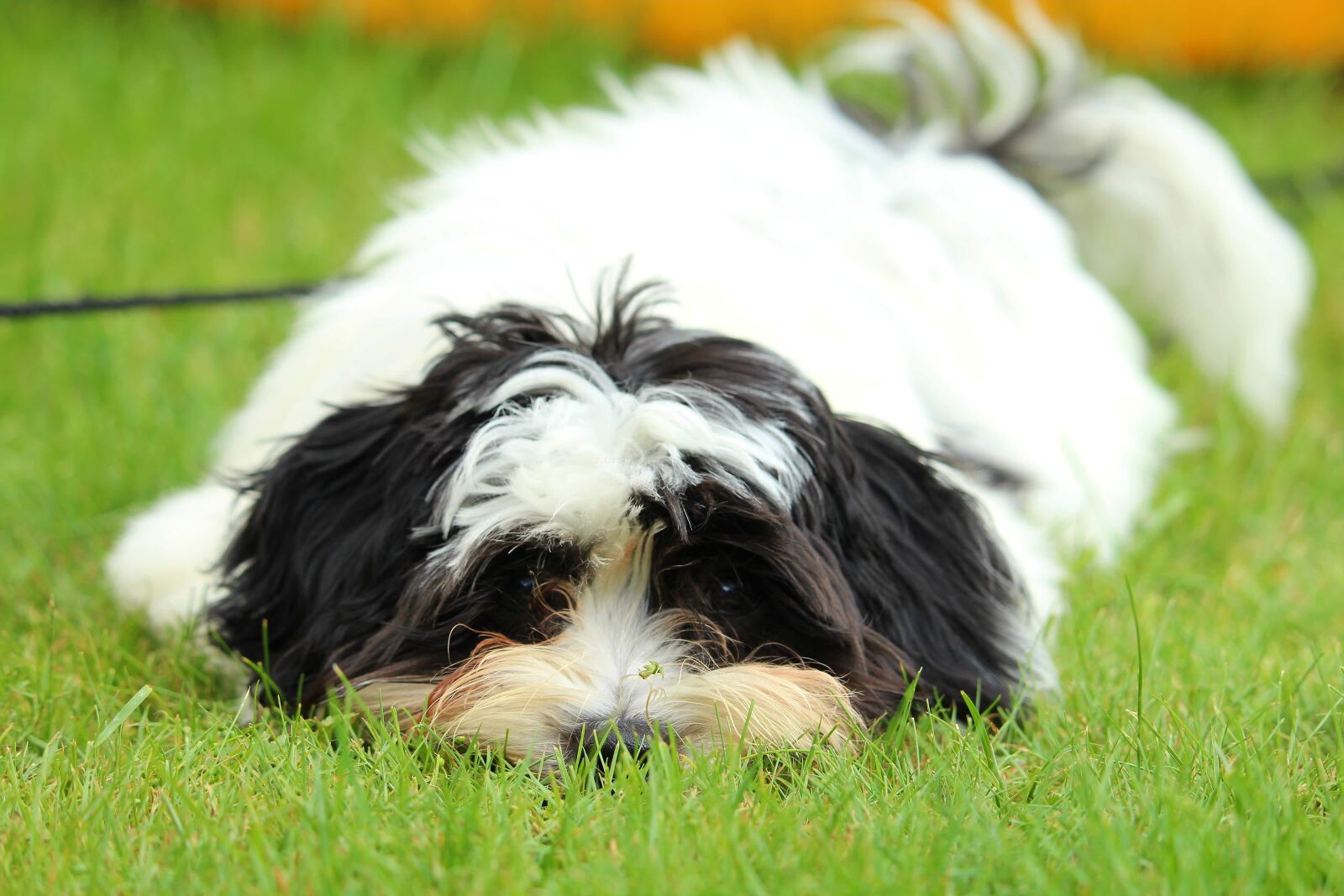 Canon EOS 1200D (EOS Rebel T5 / EOS Kiss X70 / EOS Hi) sample photo. Dog, puppy, animal photography