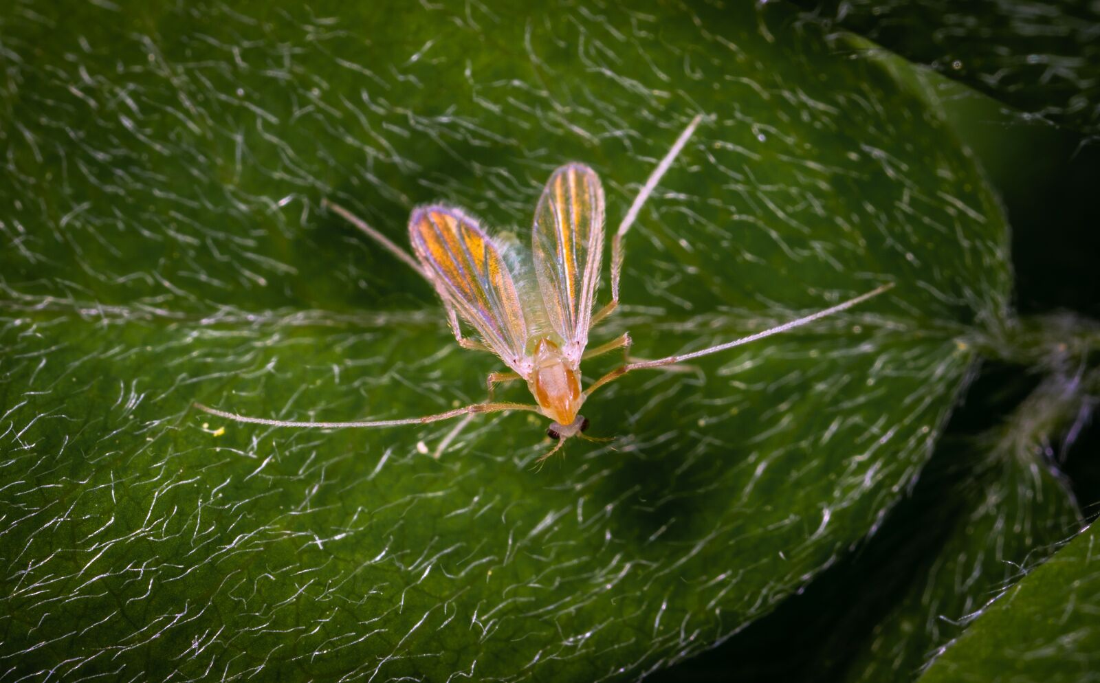 #124 65/2.8 sample photo. Insect, macro photography