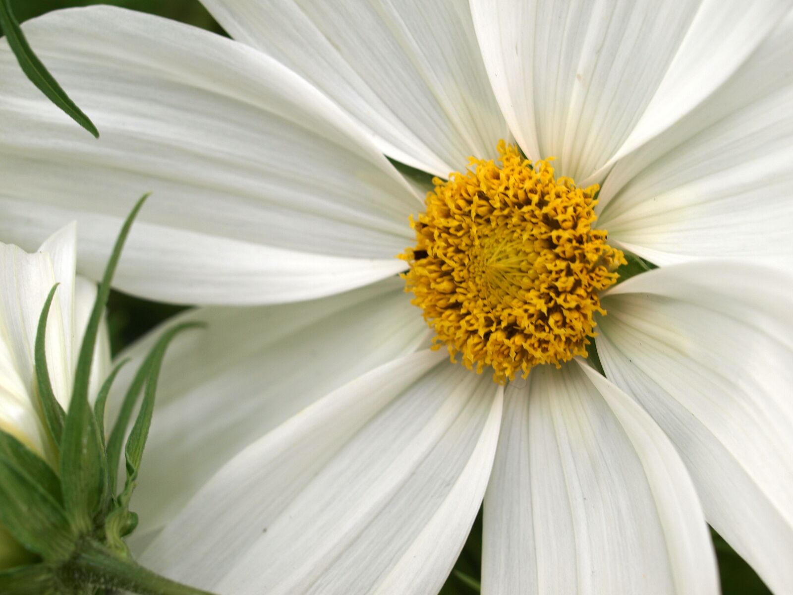 Olympus E-520 (EVOLT E-520) sample photo. Nature, flora, flower photography