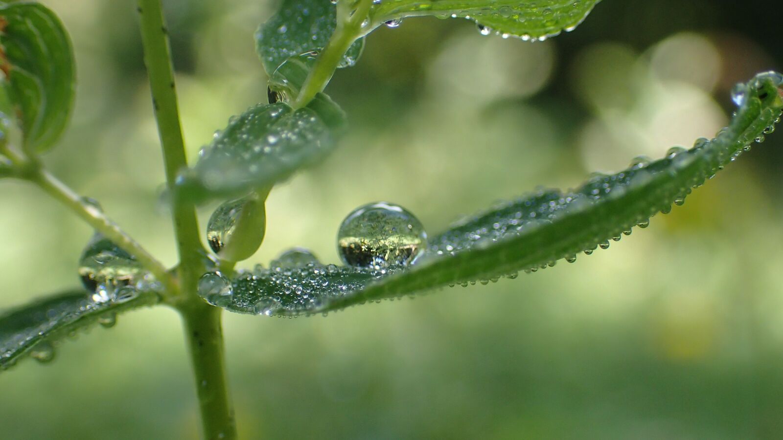 Olympus TG-3 sample photo. Biodiversity, water, green photography