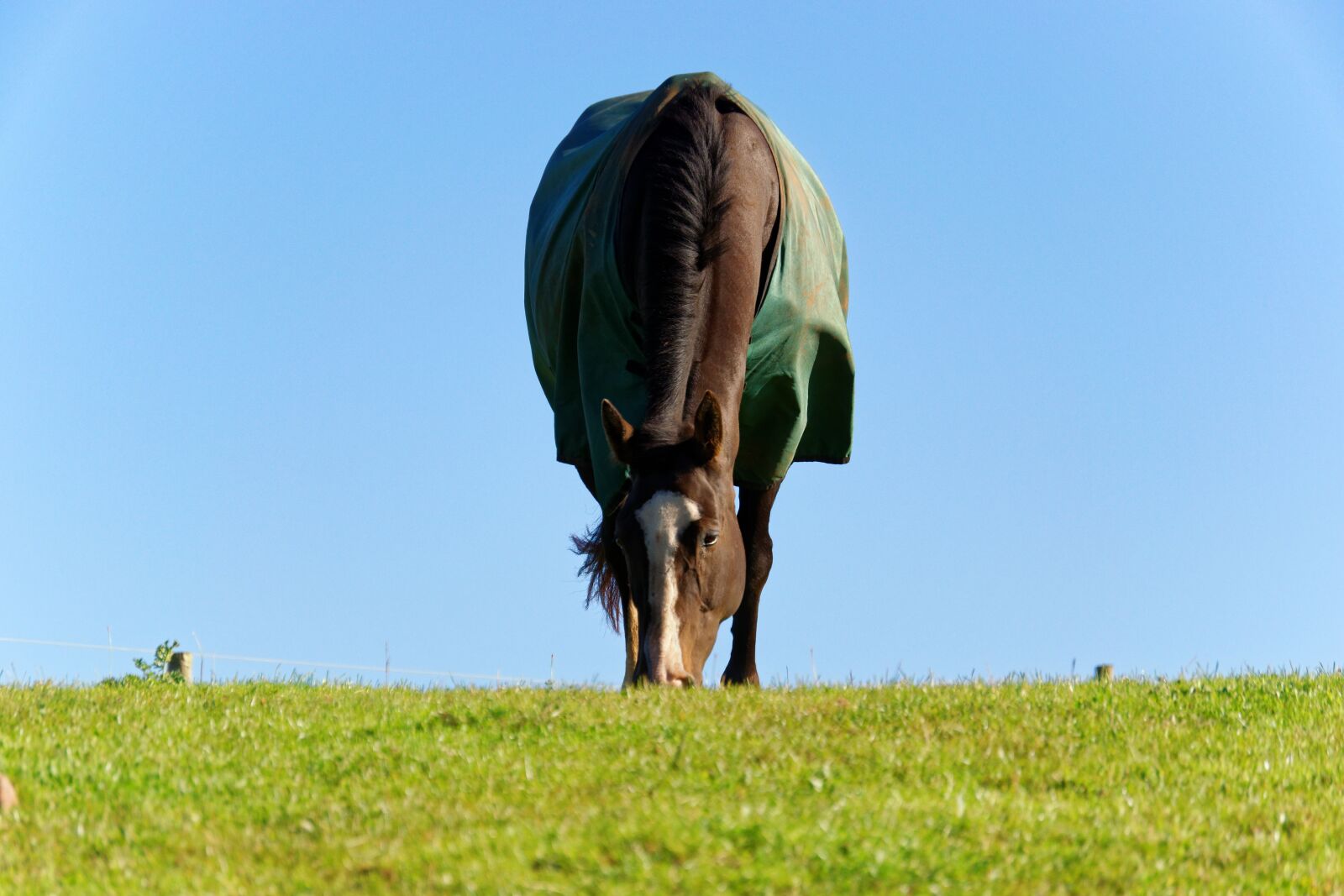 Nikon D3300 sample photo. Horse, animal, grass photography