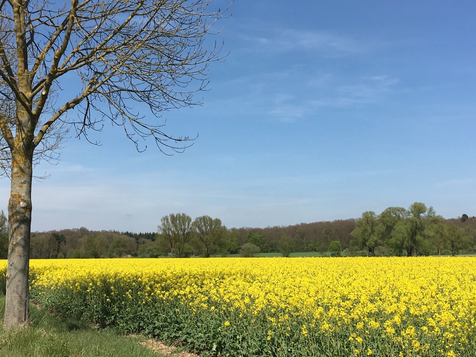 Apple iPhone 6s sample photo. Spring, oilseed rape, yellow photography