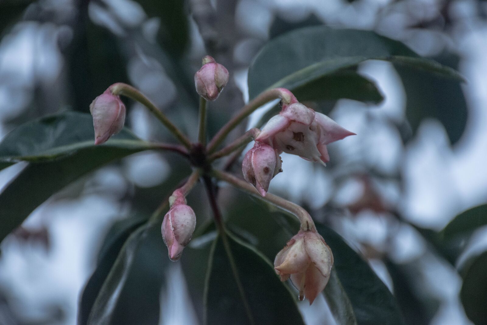 Nikon D7200 sample photo. Flowers, nature, vega photography