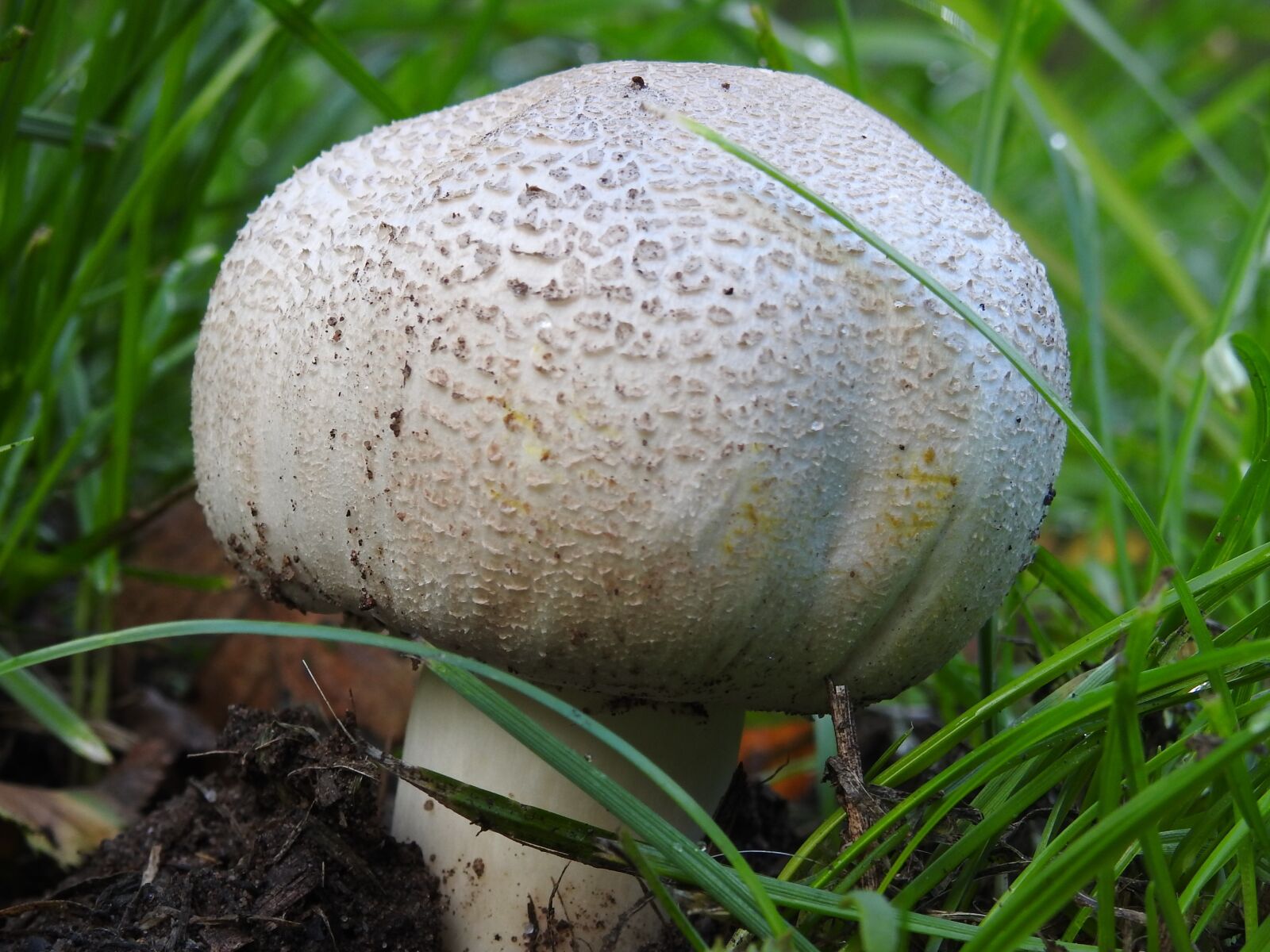 Nikon Coolpix P900 sample photo. Mushroom, forest mushroom, autumn photography