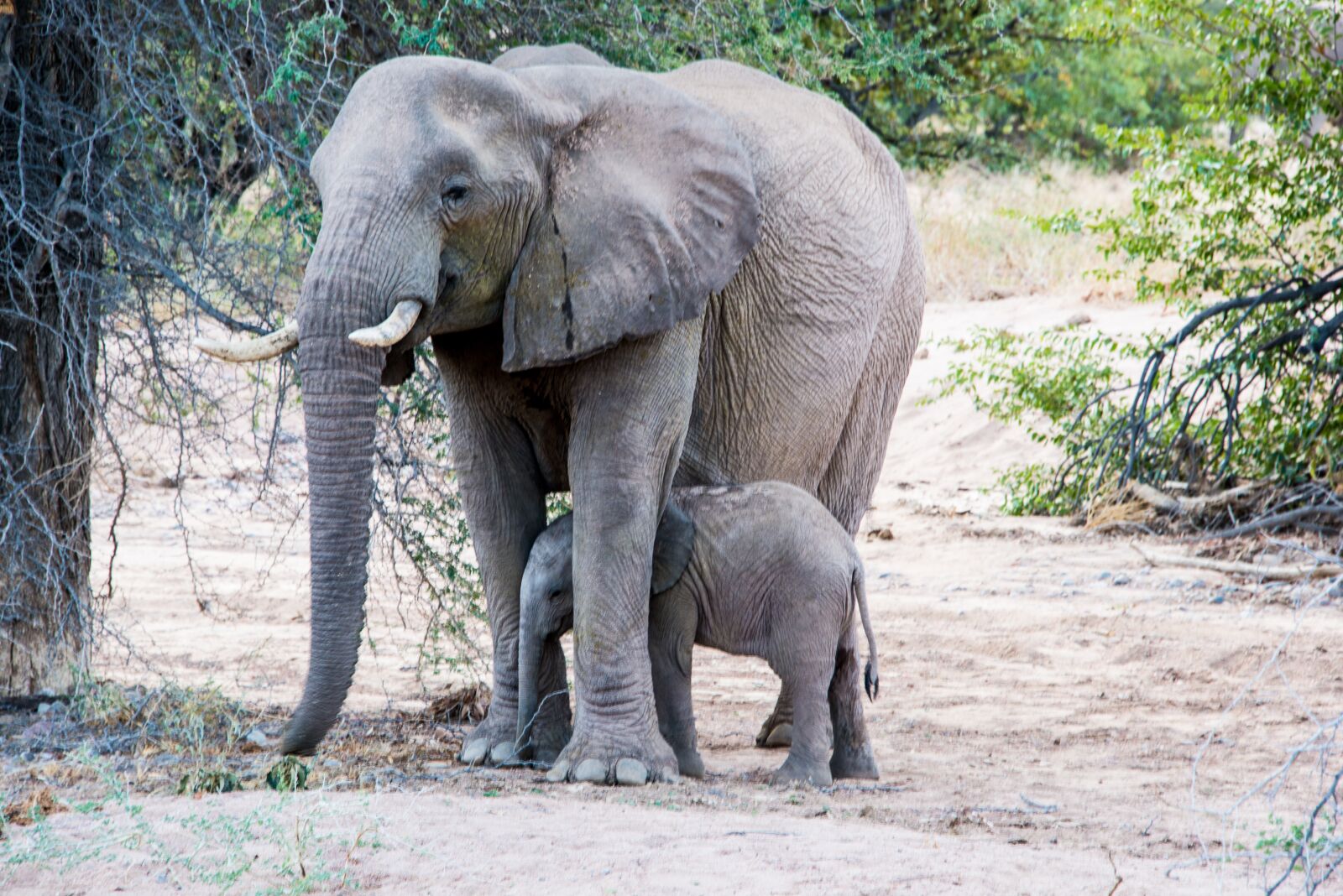 Nikon D800 sample photo. Elephant, mother, young animal photography